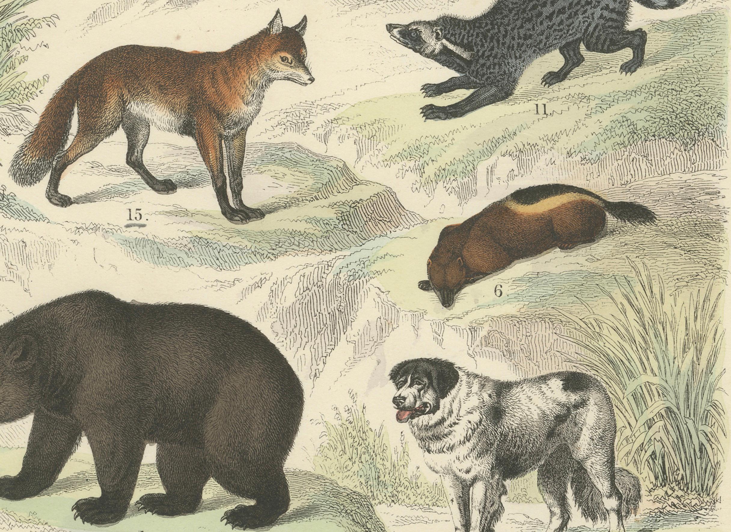 Zoology Print of Bears, Foxes, Skunks and Mustelids by T Bromme, circa 1865

Description:
This finely hand-colored 19th-century zoological print is attributed to German geographer and publisher Traugott Bromme and was most likely published in his