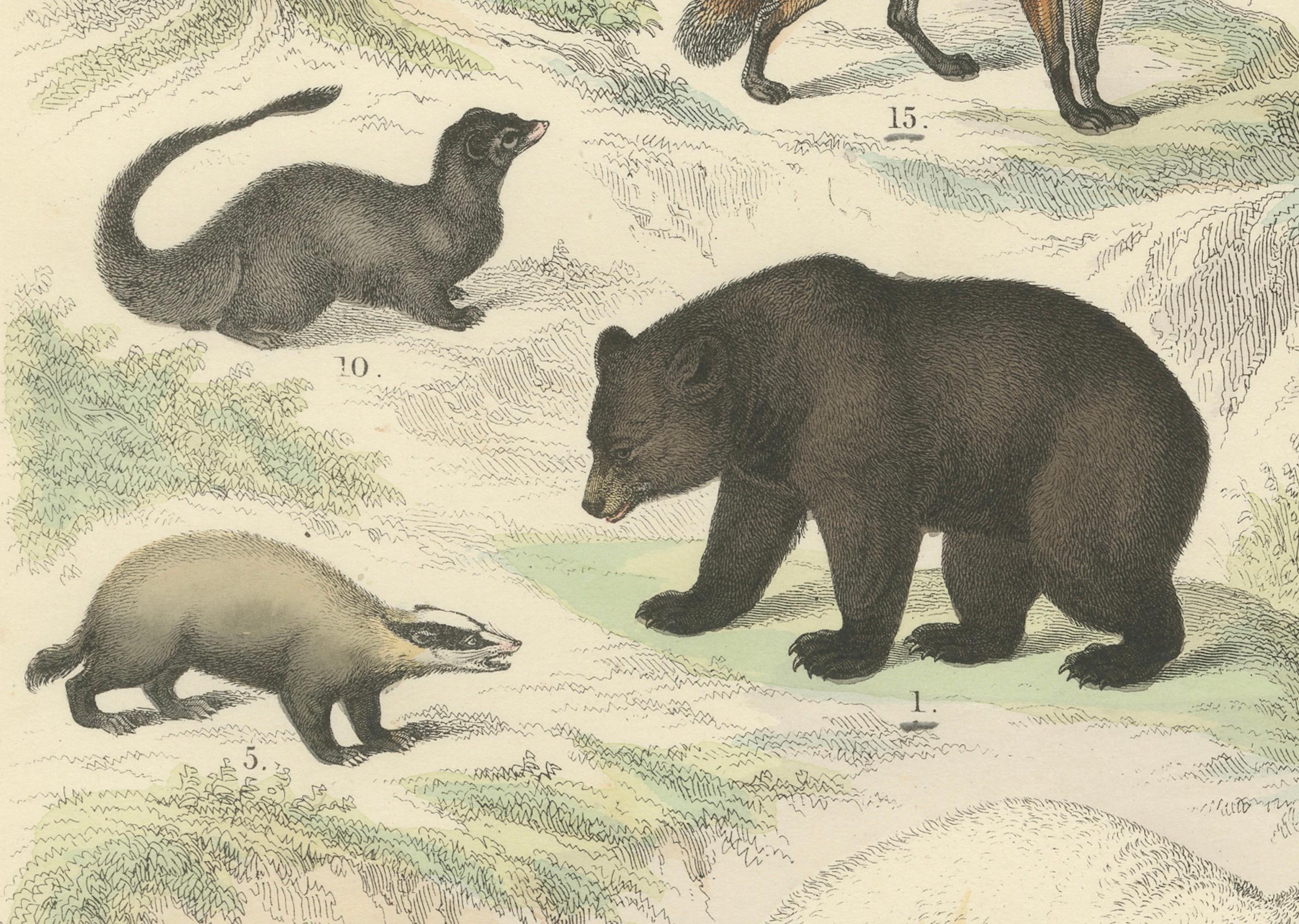 Allemand Zoology Print of Bears, Foxes, Skunks and Mustelids by T Bromme, circa 1865 en vente