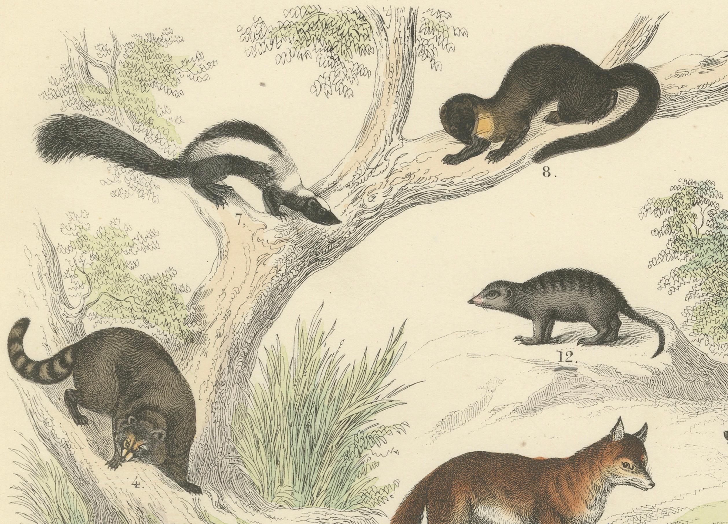 Zoology Print of Bears, Foxes, Skunks and Mustelids by T Bromme, circa 1865 Bon état - En vente à Langweer, NL