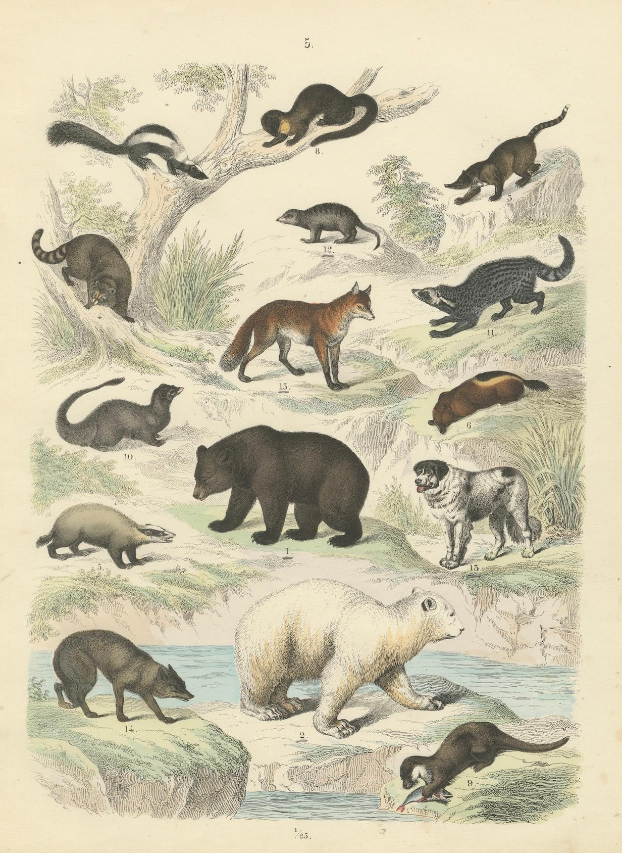 Milieu du XIXe siècle Zoology Print of Bears, Foxes, Skunks and Mustelids by T Bromme, circa 1865 en vente