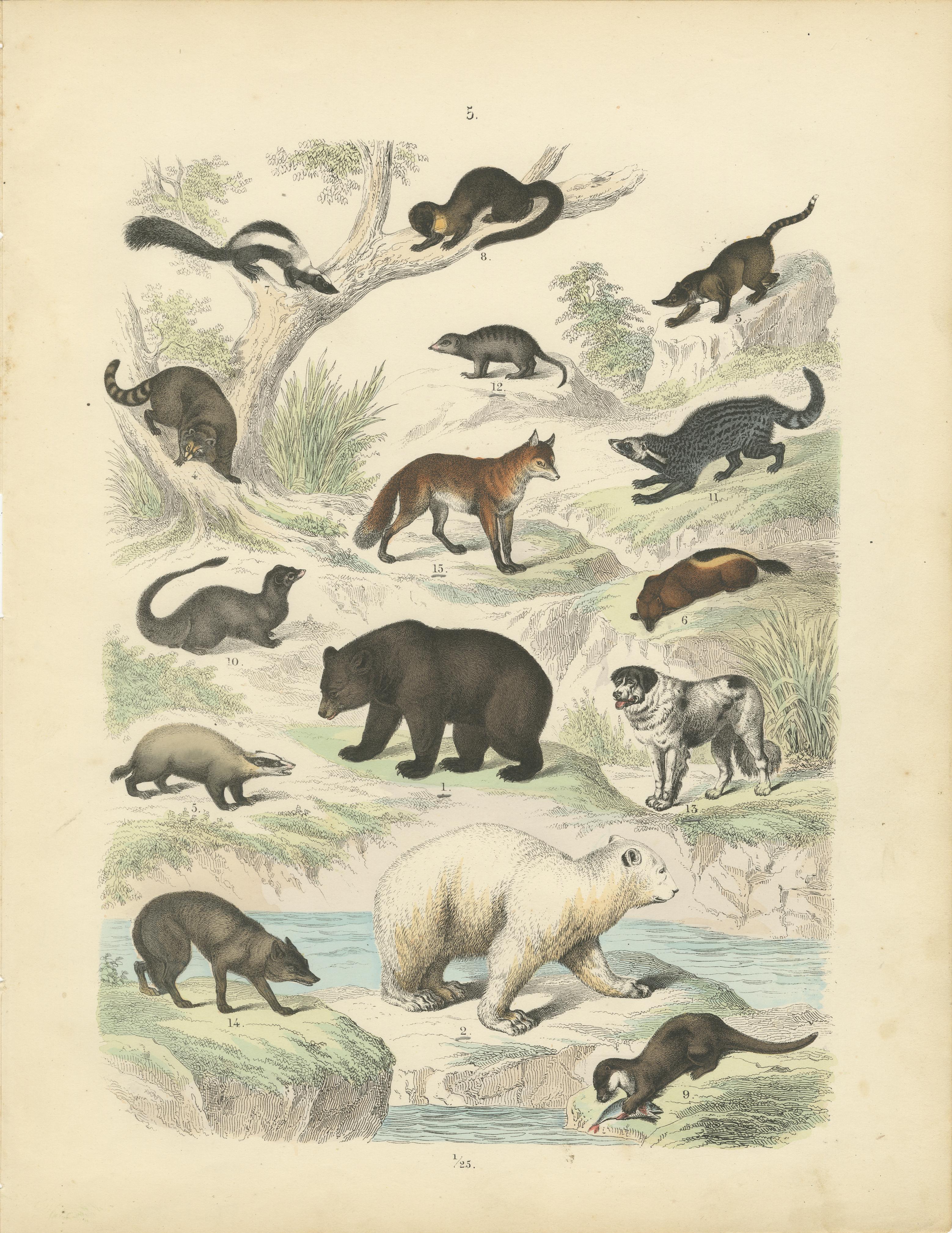 Papier Zoology Print of Bears, Foxes, Skunks and Mustelids by T Bromme, circa 1865 en vente