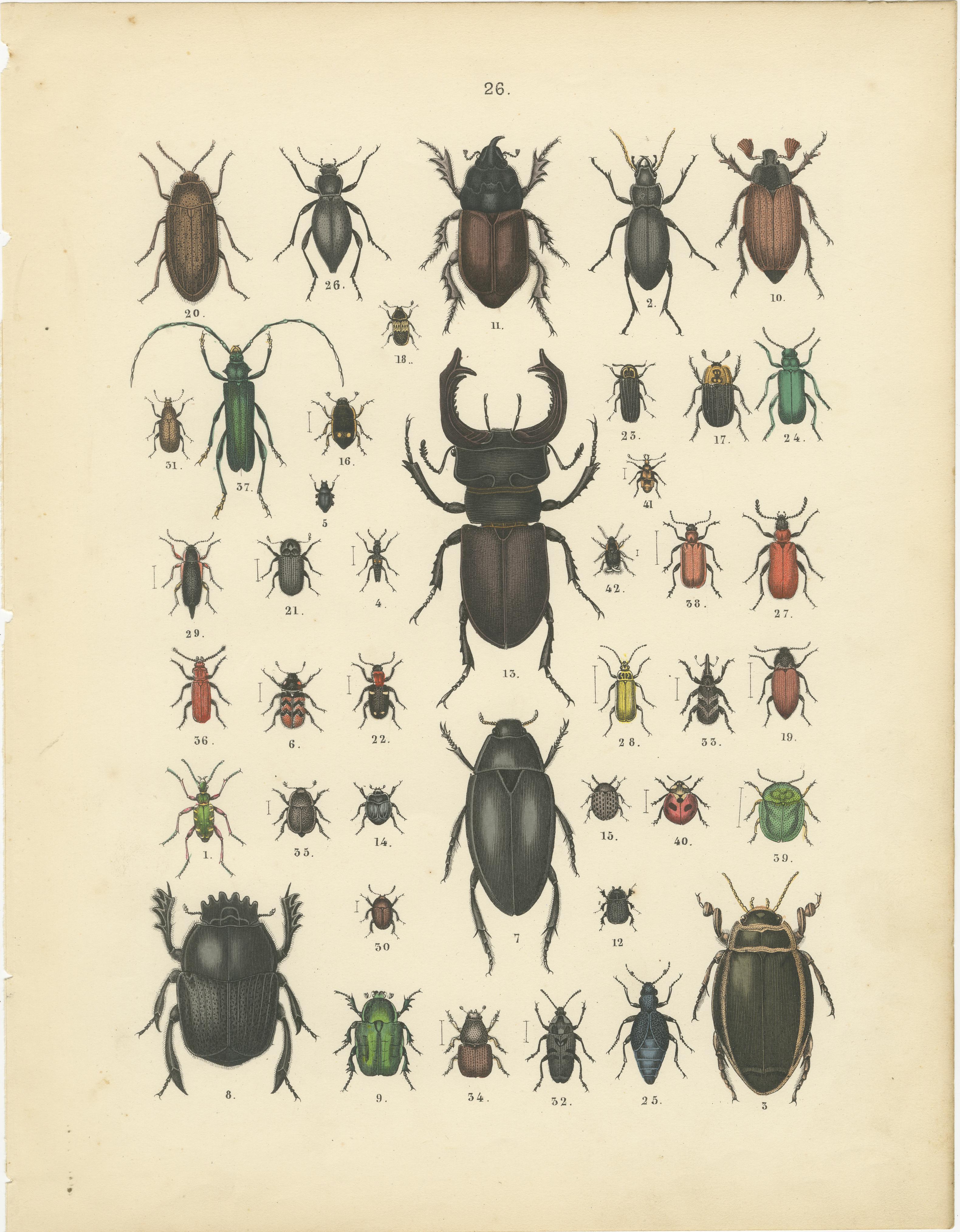 Zoology Print of Beetles and Scarabs by T Bromme circa 1865 en vente 4