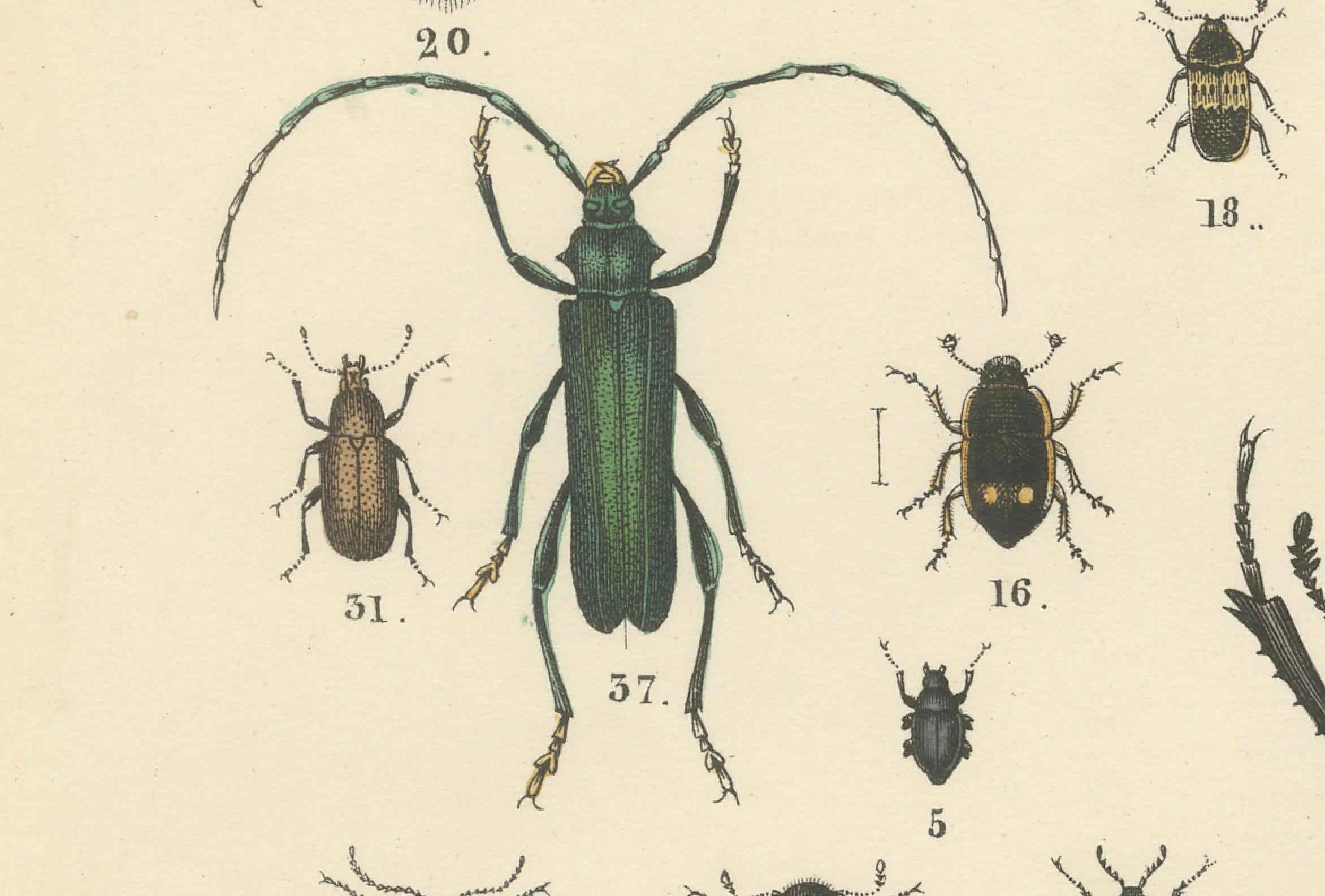 Zoology Print of Beetles and Scarabs by T Bromme circa 1865

This stunning hand-colored lithograph, published circa 1865 by German geographer and naturalist Traugott Bromme, showcases an elaborate array of beetles (Coleoptera), one of the most
