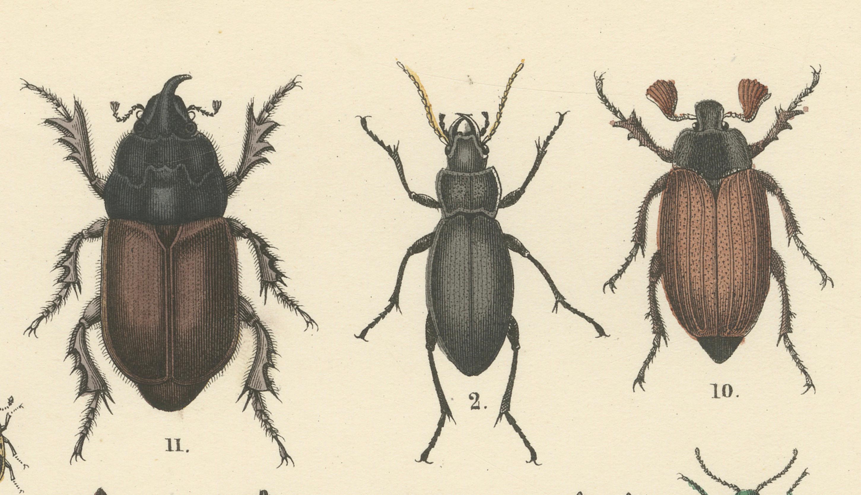 Allemand Zoology Print of Beetles and Scarabs by T Bromme circa 1865 en vente