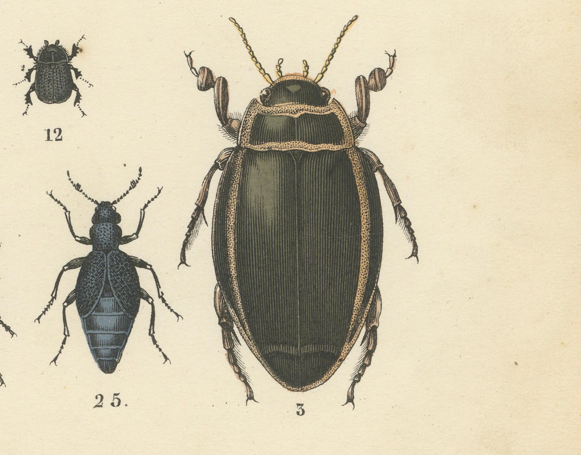 Milieu du XIXe siècle Zoology Print of Beetles and Scarabs by T Bromme circa 1865 en vente