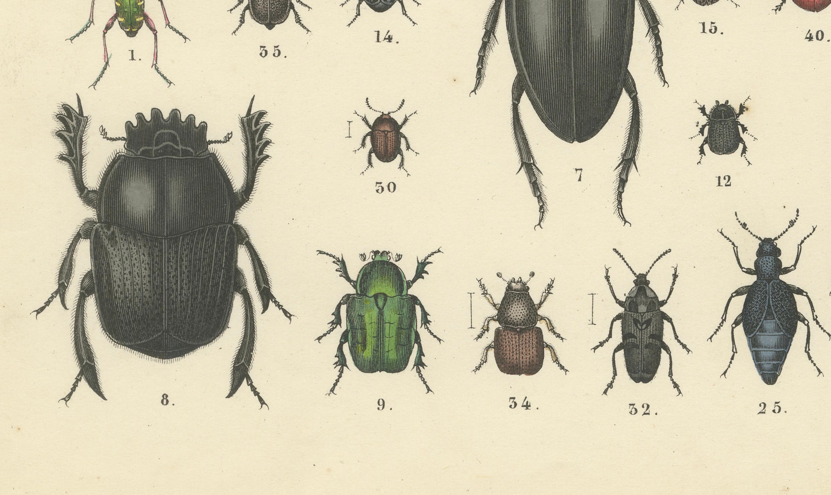 Papier Zoology Print of Beetles and Scarabs by T Bromme circa 1865 en vente
