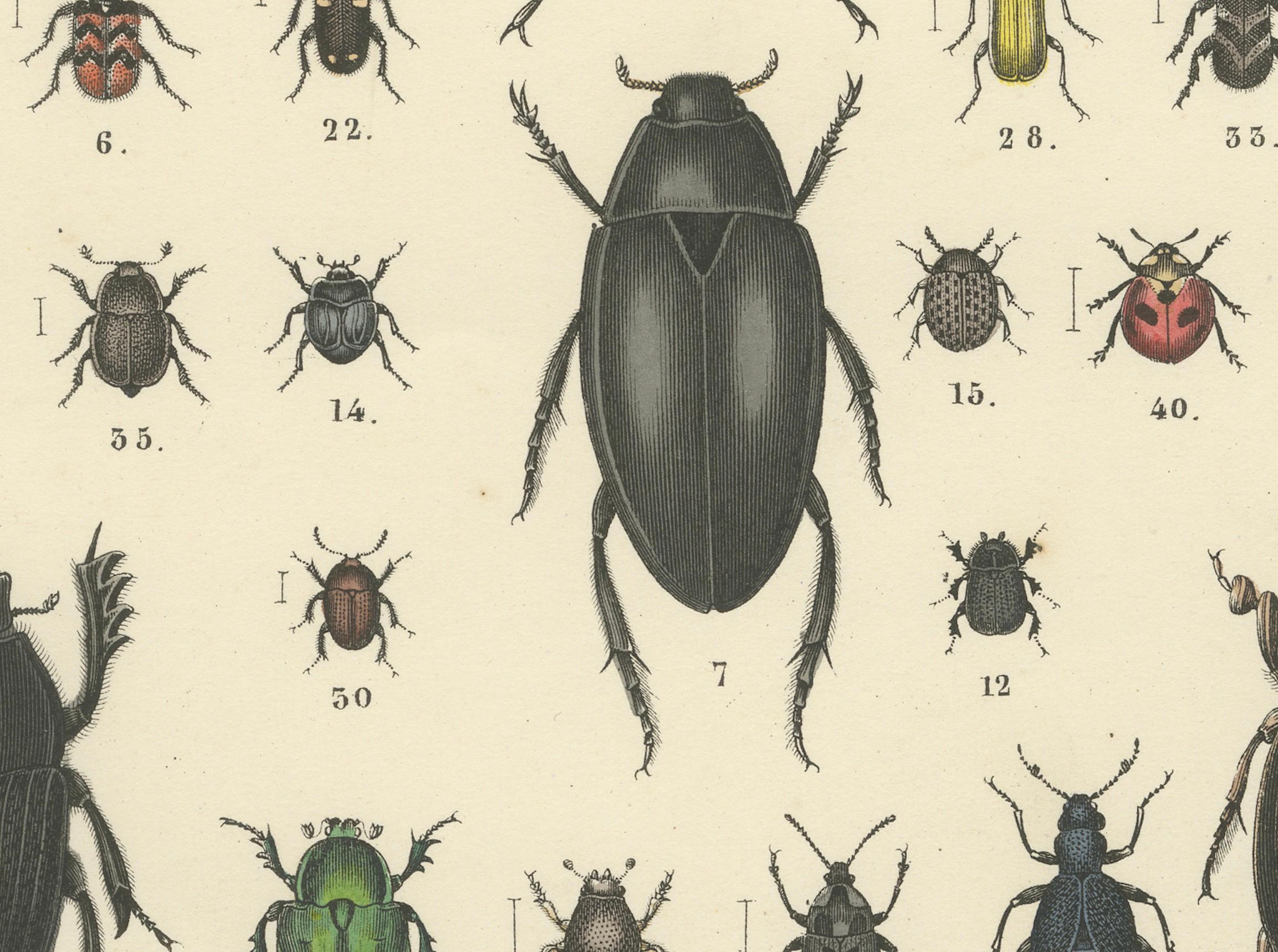 Zoology Print of Beetles and Scarabs by T Bromme circa 1865 en vente 1