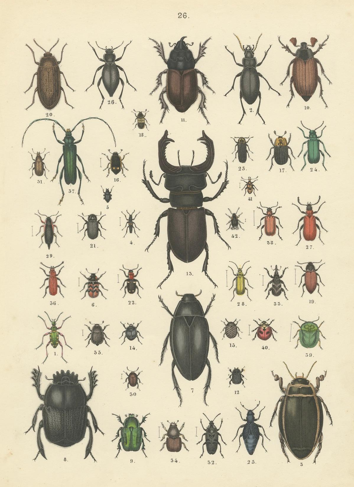 Zoology Print of Beetles and Scarabs by T Bromme circa 1865 en vente 3