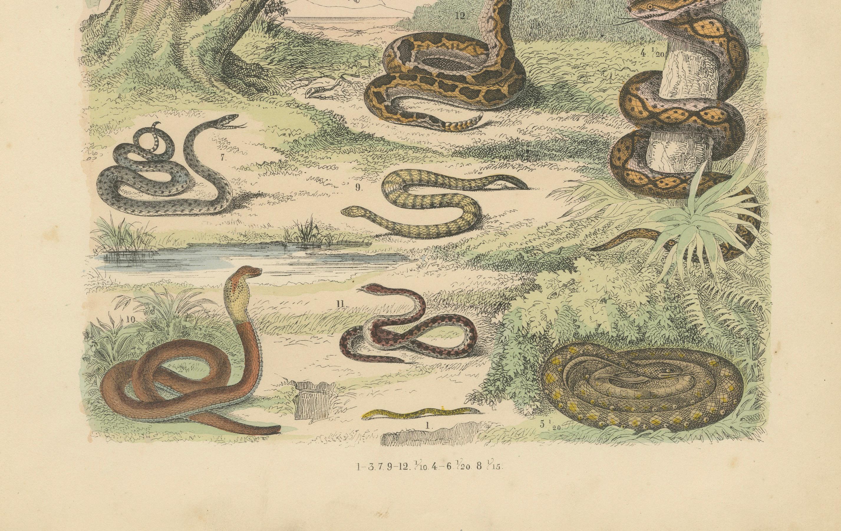 Zoology Print of Boa, Python, Coral Snake and Vipers by T Bromme circa 1865

This dramatic 19th-century hand-colored lithograph, published circa 1865 by German geographer and natural history illustrator Traugott Bromme, presents a vivid selection of