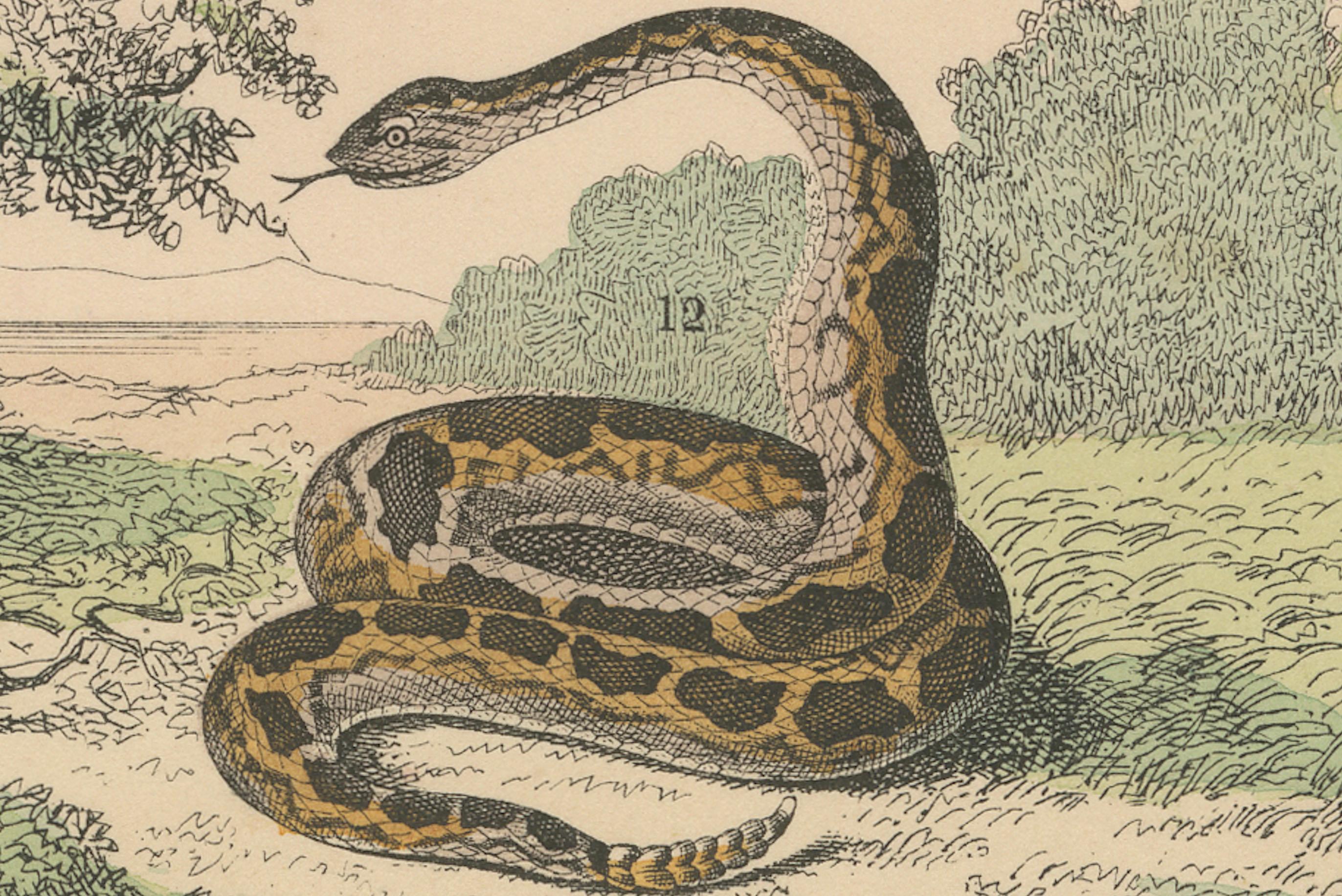 Allemand Zoology Print of Boa, Python, Coral Snake and Vipers by T Bromme circa 1865 en vente