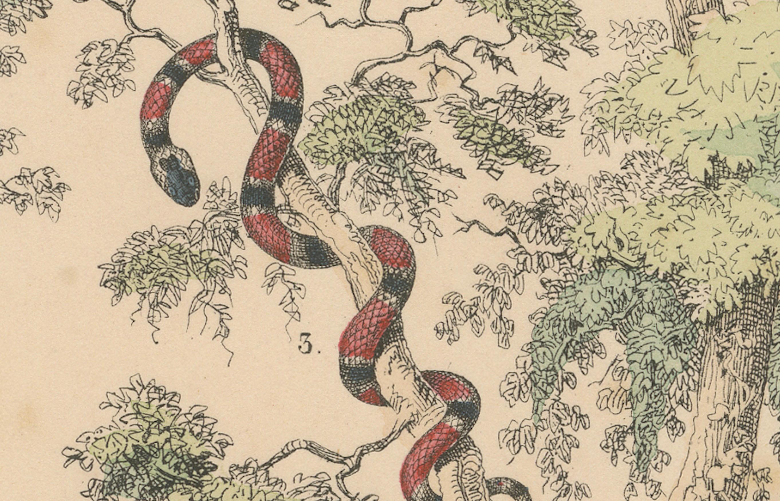 Zoology Print of Boa, Python, Coral Snake and Vipers by T Bromme circa 1865 Bon état - En vente à Langweer, NL