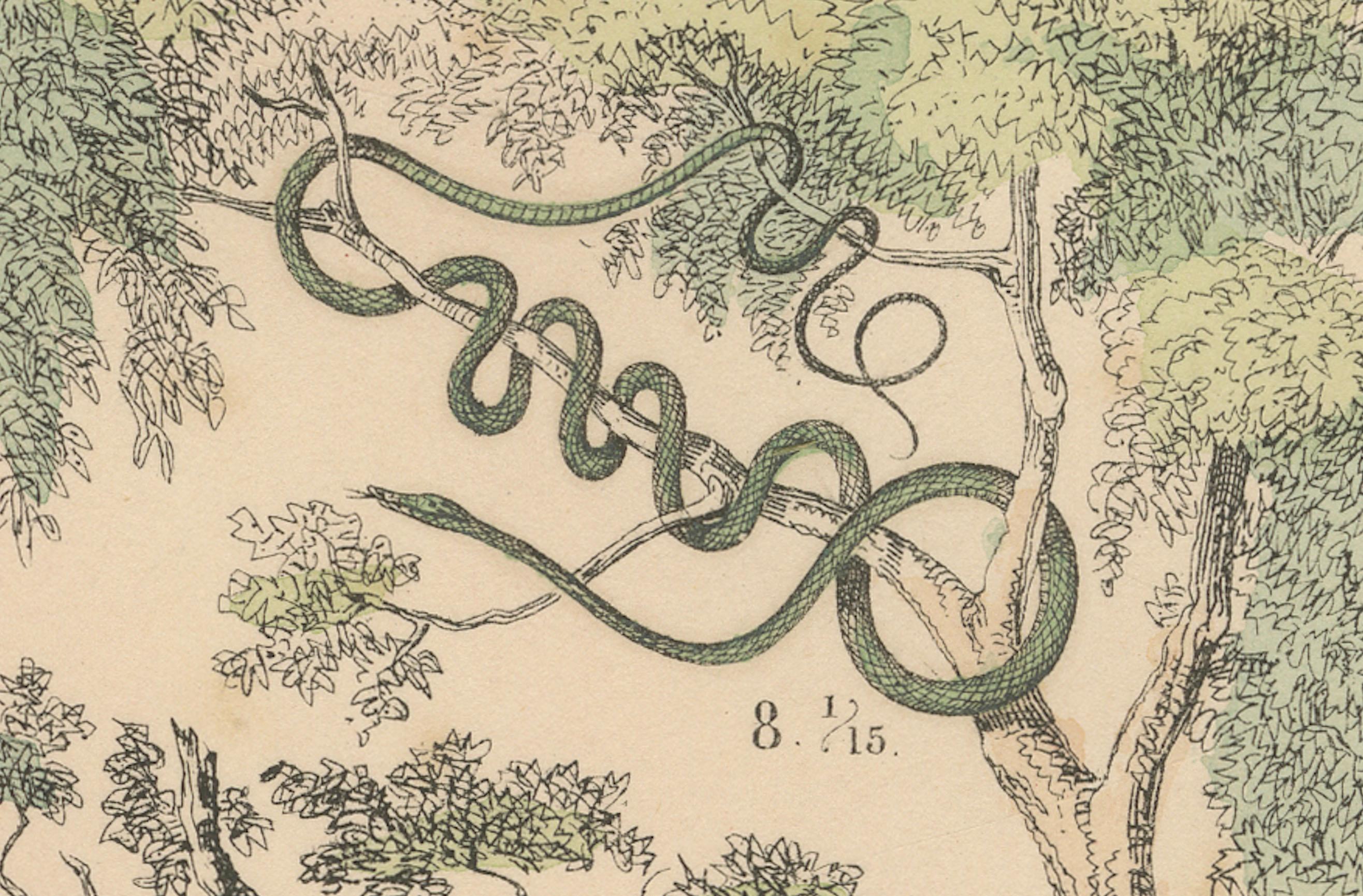 Milieu du XIXe siècle Zoology Print of Boa, Python, Coral Snake and Vipers by T Bromme circa 1865 en vente