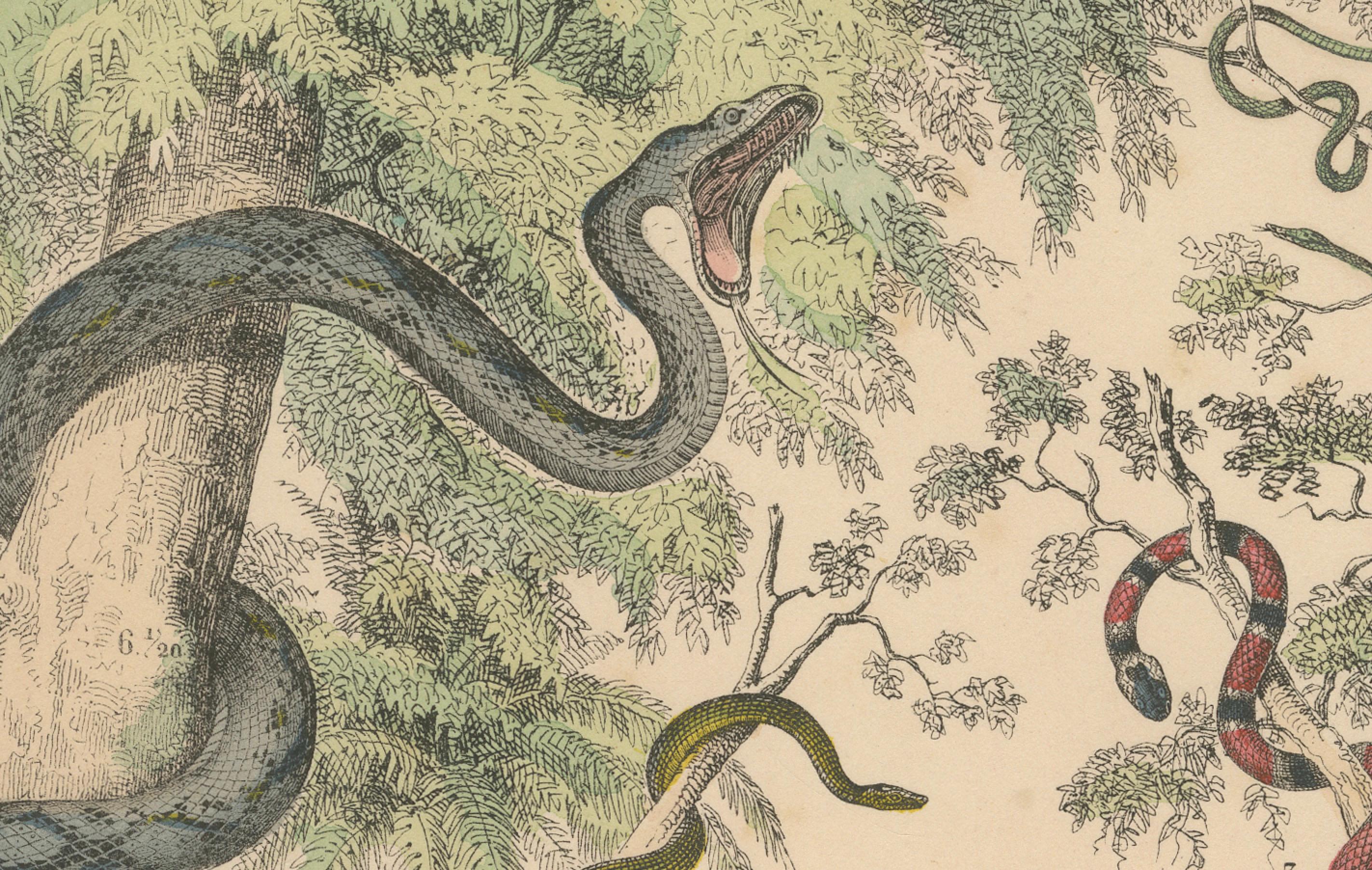 Papier Zoology Print of Boa, Python, Coral Snake and Vipers by T Bromme circa 1865 en vente