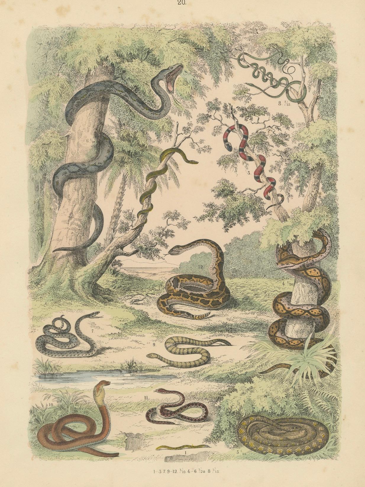 Zoology Print of Boa, Python, Coral Snake and Vipers by T Bromme circa 1865 en vente 1