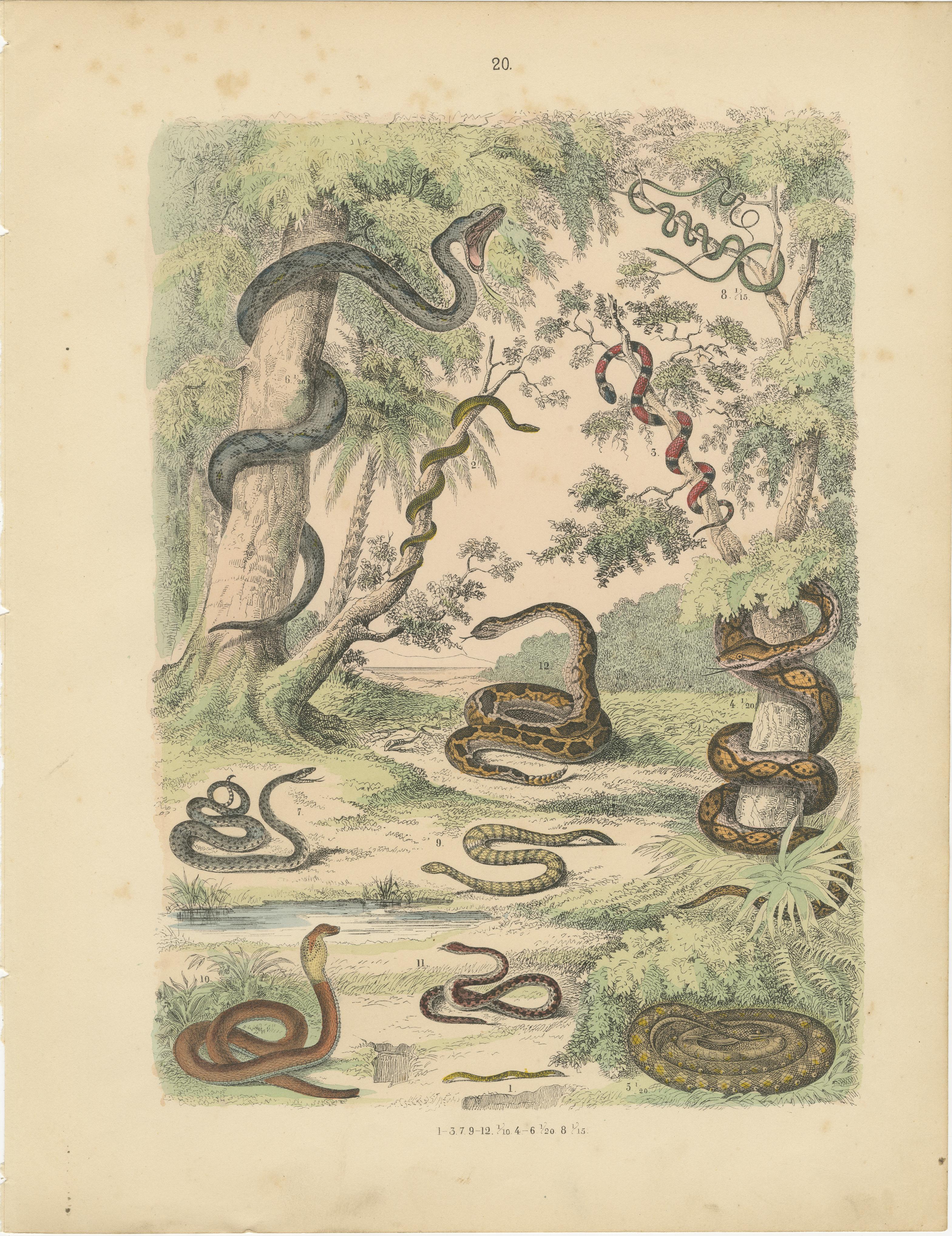 Zoology Print of Boa, Python, Coral Snake and Vipers by T Bromme circa 1865 en vente 2