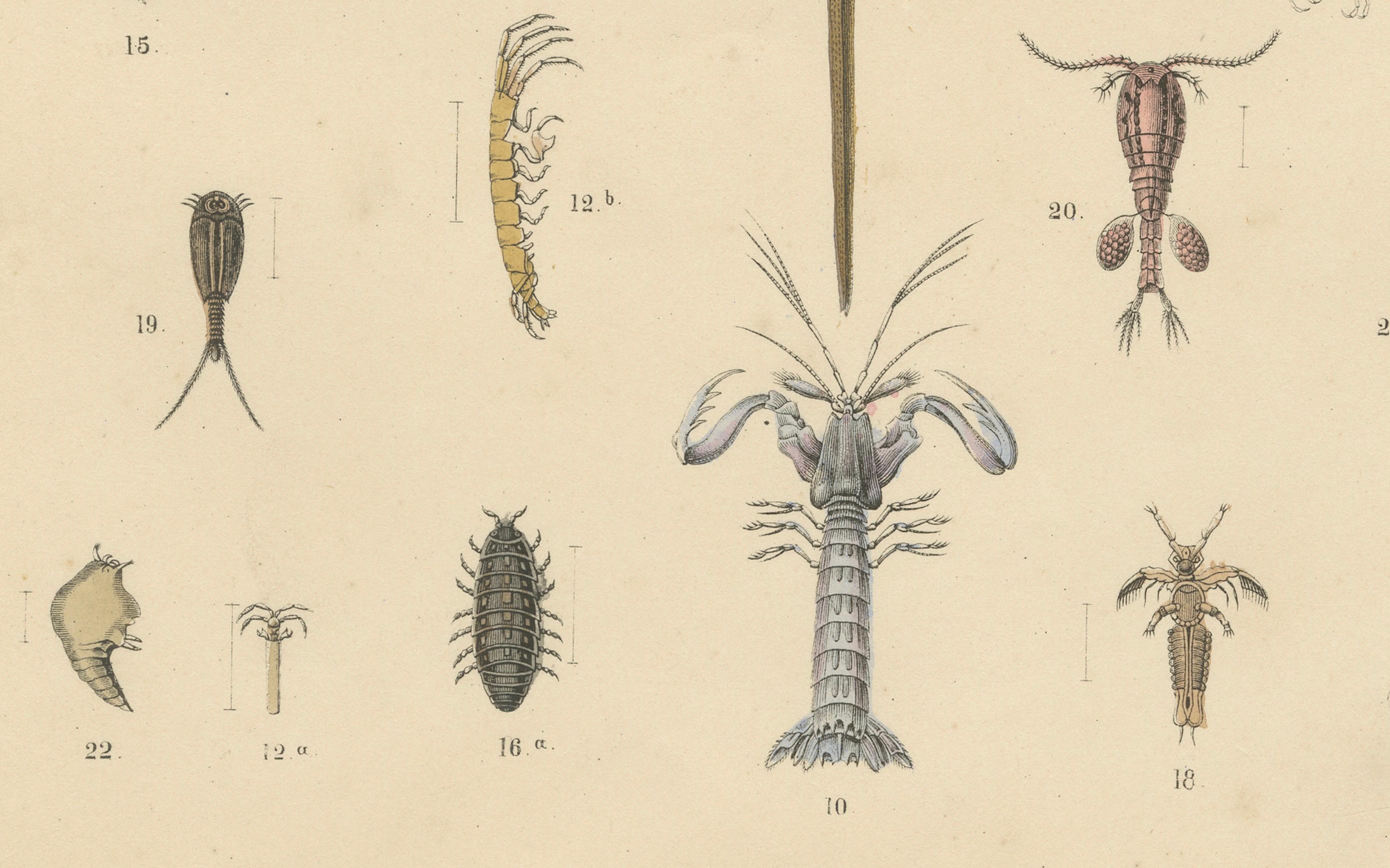 Zoology Print of Crabs, Lobster, Horseshoe Crab and Plankton by T Bromme c1865

This finely hand-colored lithograph was published circa 1865 by German geographer and natural history author Traugott Bromme. It comes from his important educational