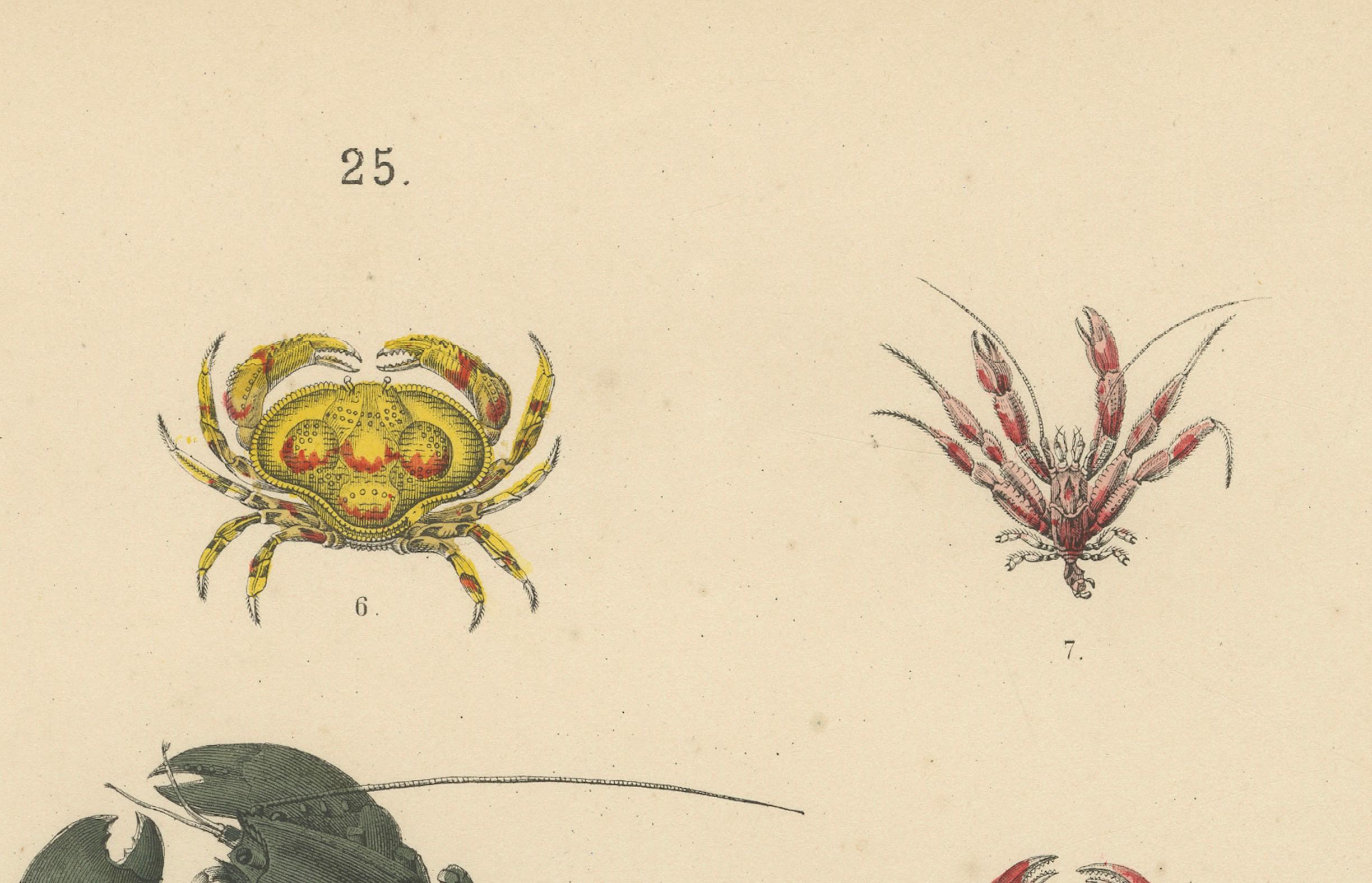 Tedesco Zoology Print of Crabs, Lobster, Horseshoe Crab and Plankton by T Bromme c1865 in vendita