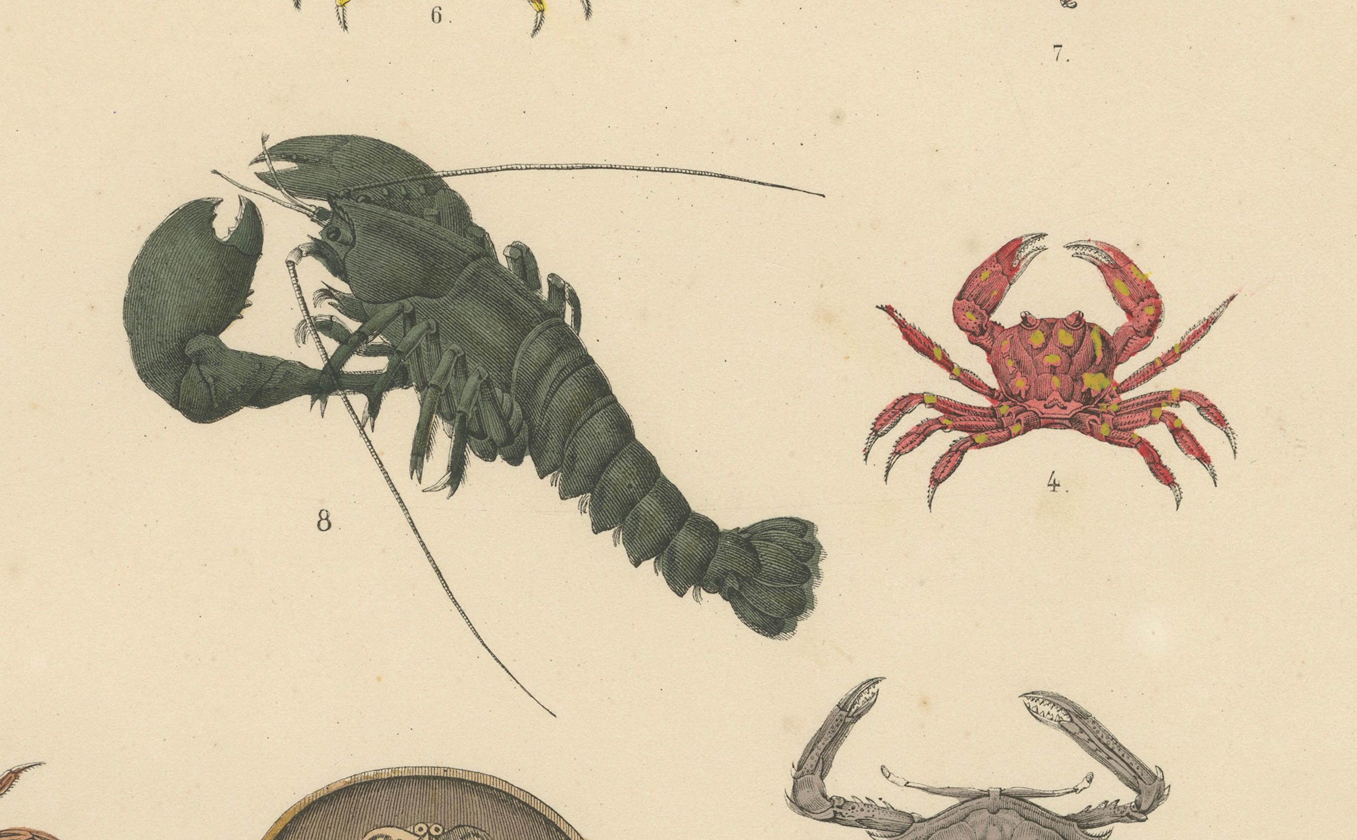 Zoology Print of Crabs, Lobster, Horseshoe Crab and Plankton by T Bromme c1865 In condizioni buone in vendita a Langweer, NL