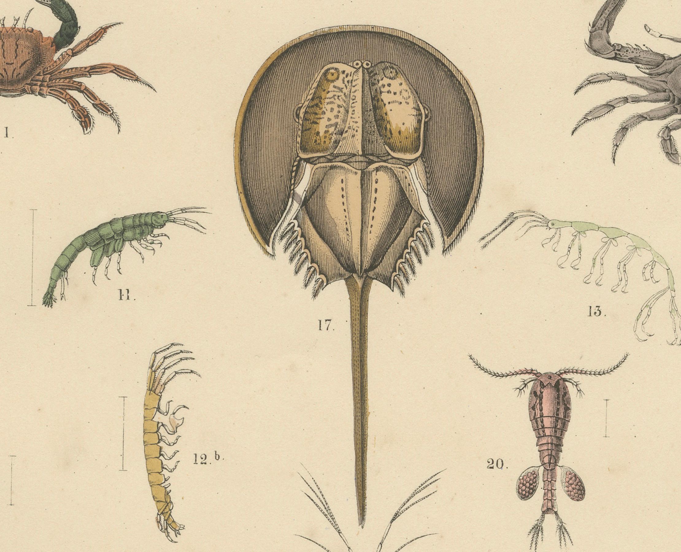 Metà XIX secolo Zoology Print of Crabs, Lobster, Horseshoe Crab and Plankton by T Bromme c1865 in vendita