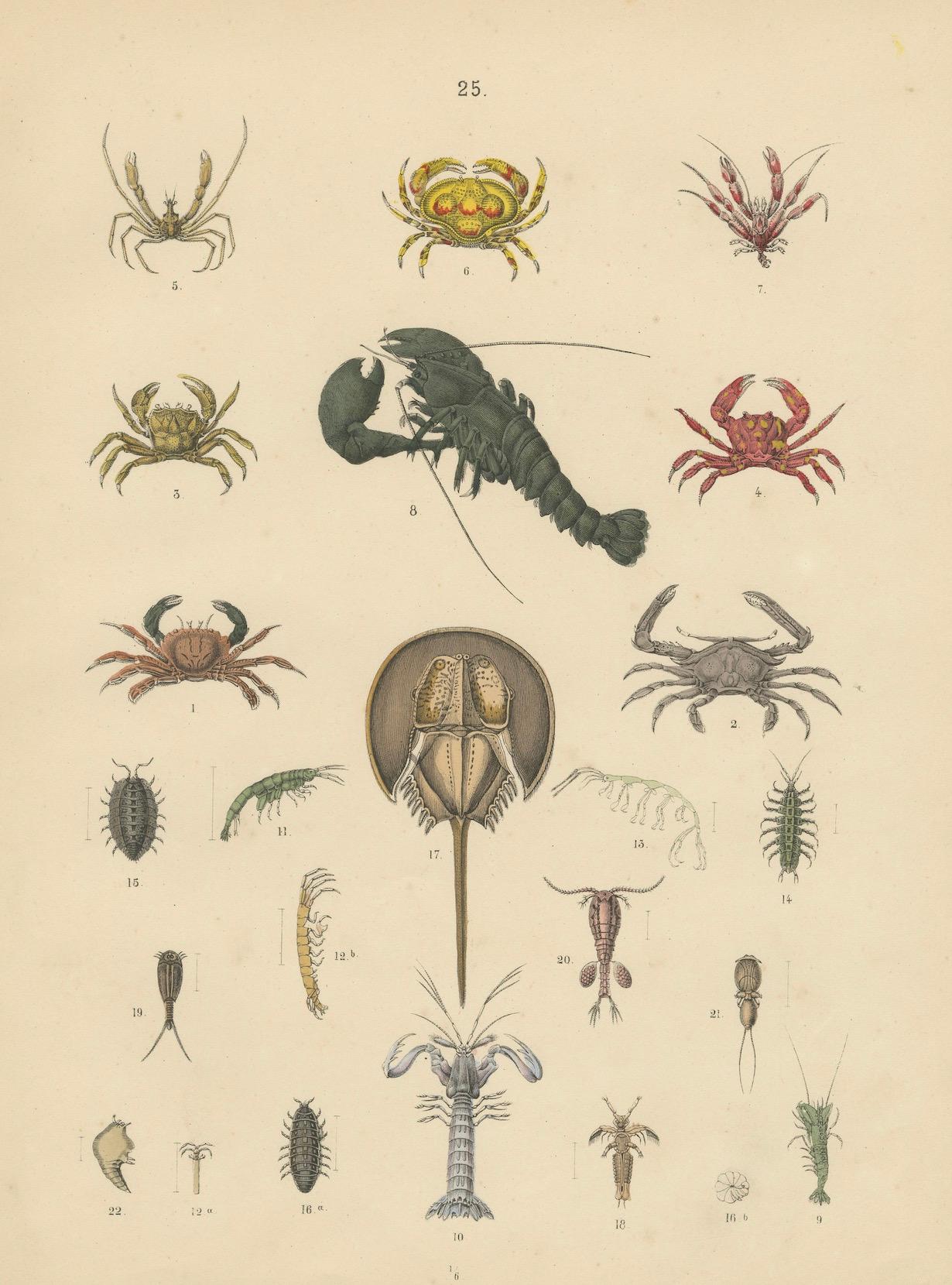 Carta Zoology Print of Crabs, Lobster, Horseshoe Crab and Plankton by T Bromme c1865 in vendita