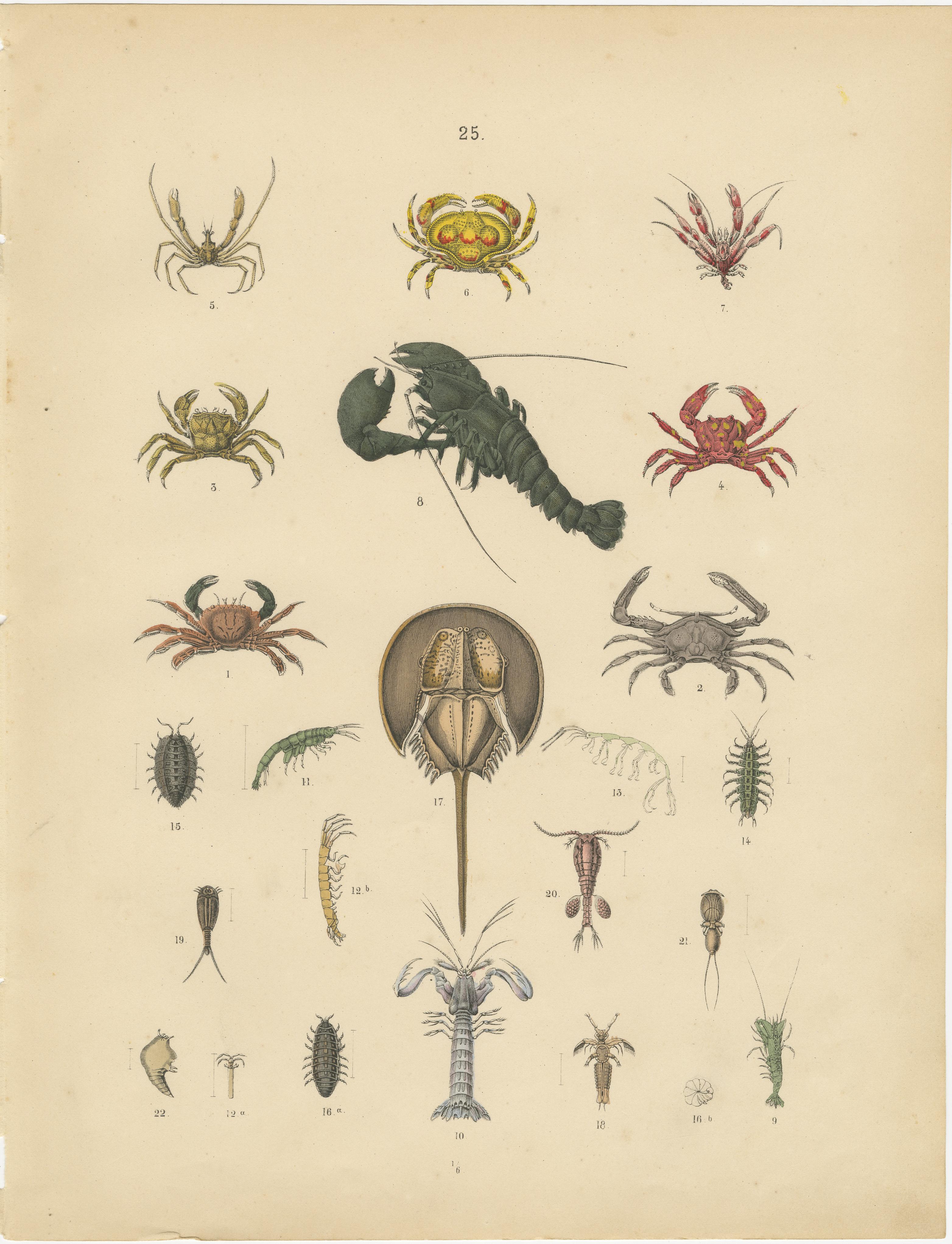 Zoology Print of Crabs, Lobster, Horseshoe Crab and Plankton by T Bromme c1865 in vendita 1