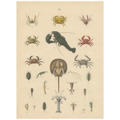 Zoology Print of Crabs, Lobster, Horseshoe Crab and Plankton by T Bromme c1865