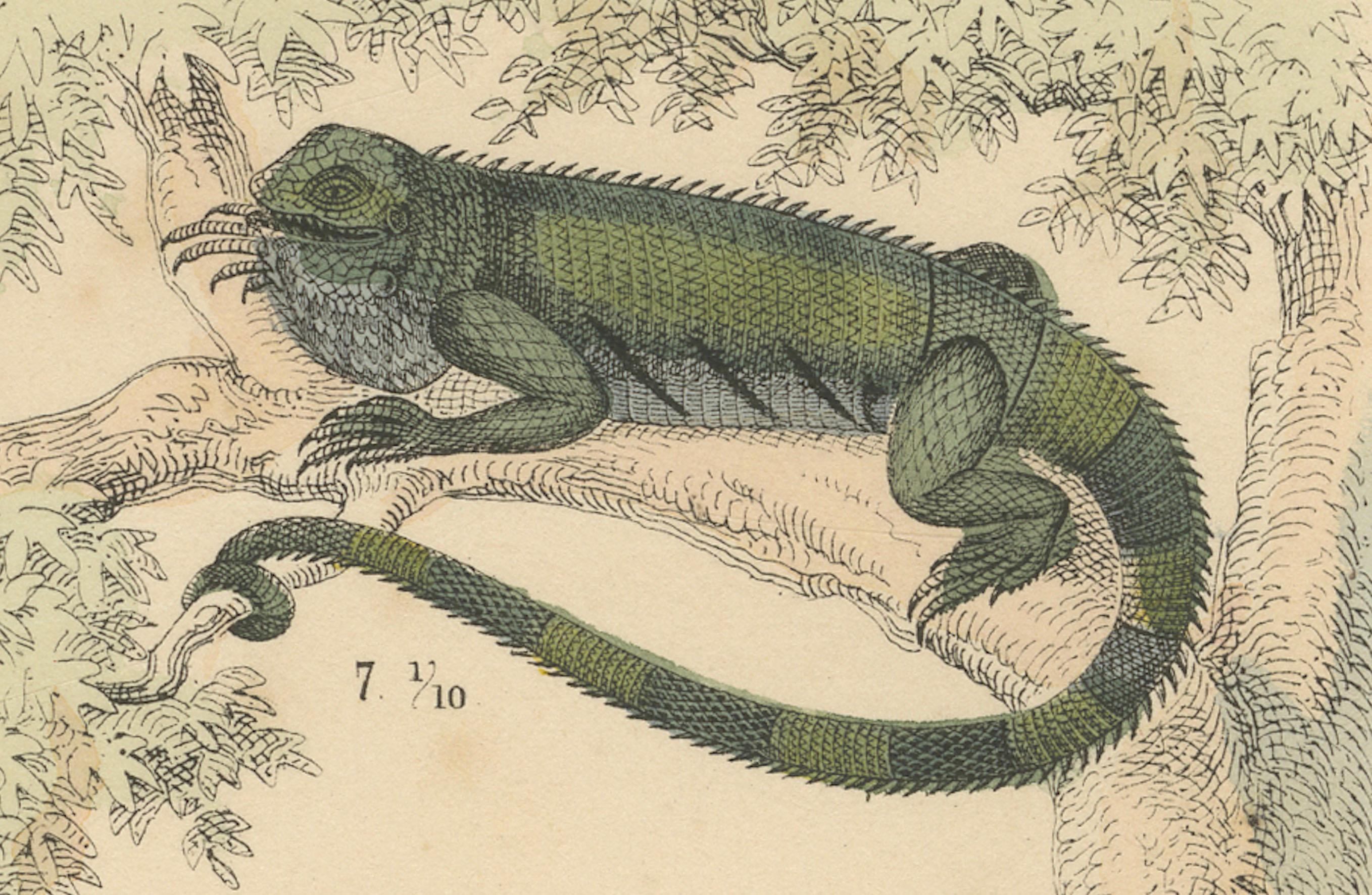 Milieu du XIXe siècle Zoology Print of Crocodiles, Monitor Lizards and Iguanas by T Bromme c1865 en vente