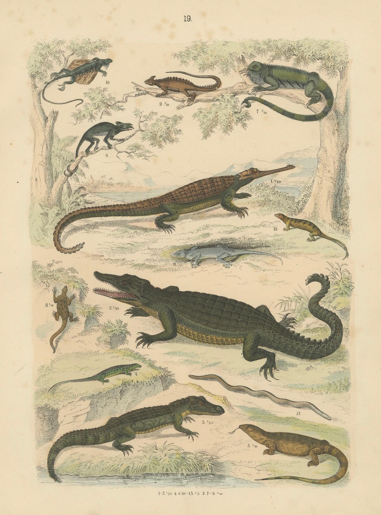 Zoology Print of Crocodiles, Monitor Lizards and Iguanas by T Bromme c1865 en vente 1