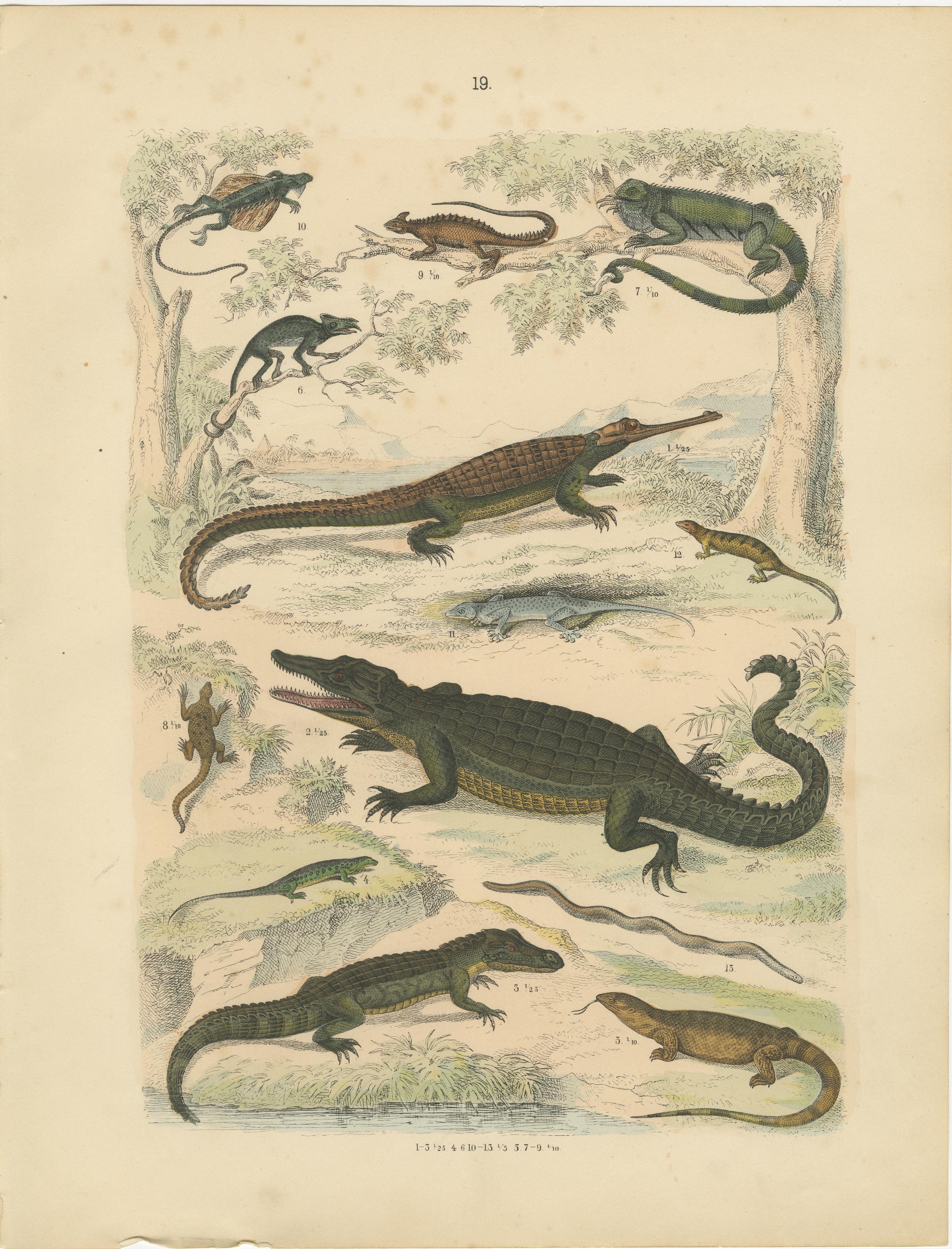 Zoology Print of Crocodiles, Monitor Lizards and Iguanas by T Bromme c1865 en vente 2