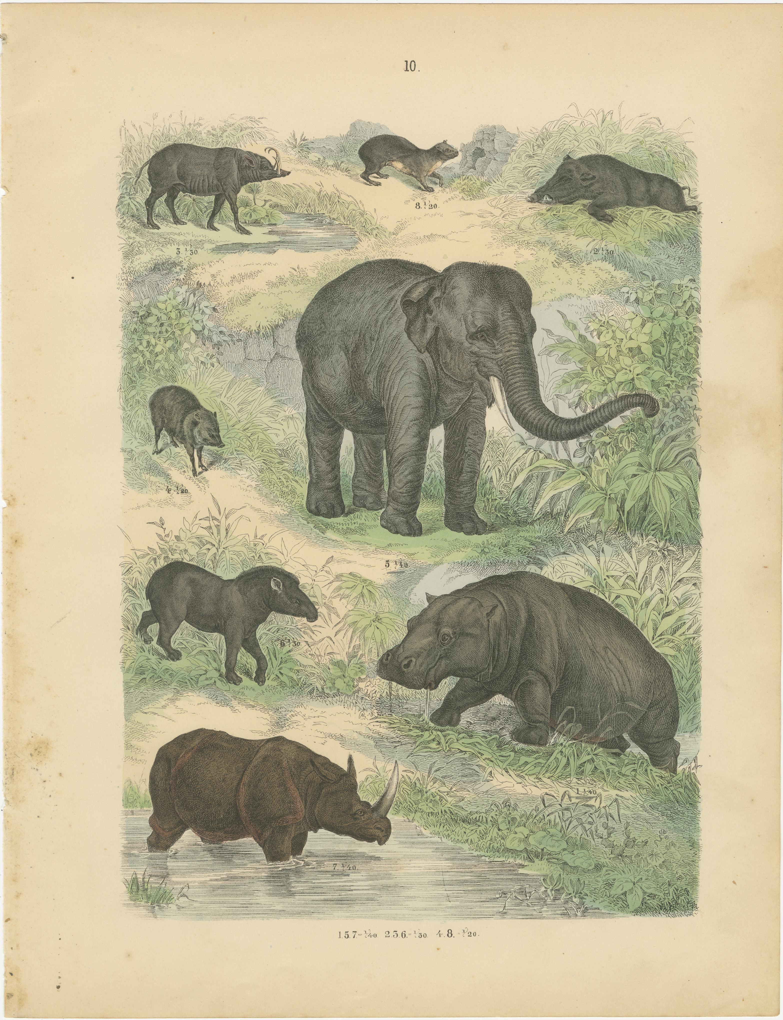 Zoology Print of Elephant, Rhinoceros, Tapirs and Hippopotamus by T Bromme c1865

This original 19th-century hand-colored lithograph was published circa 1865 by German geographer and atlas-maker Traugott Bromme. It is part of his renowned