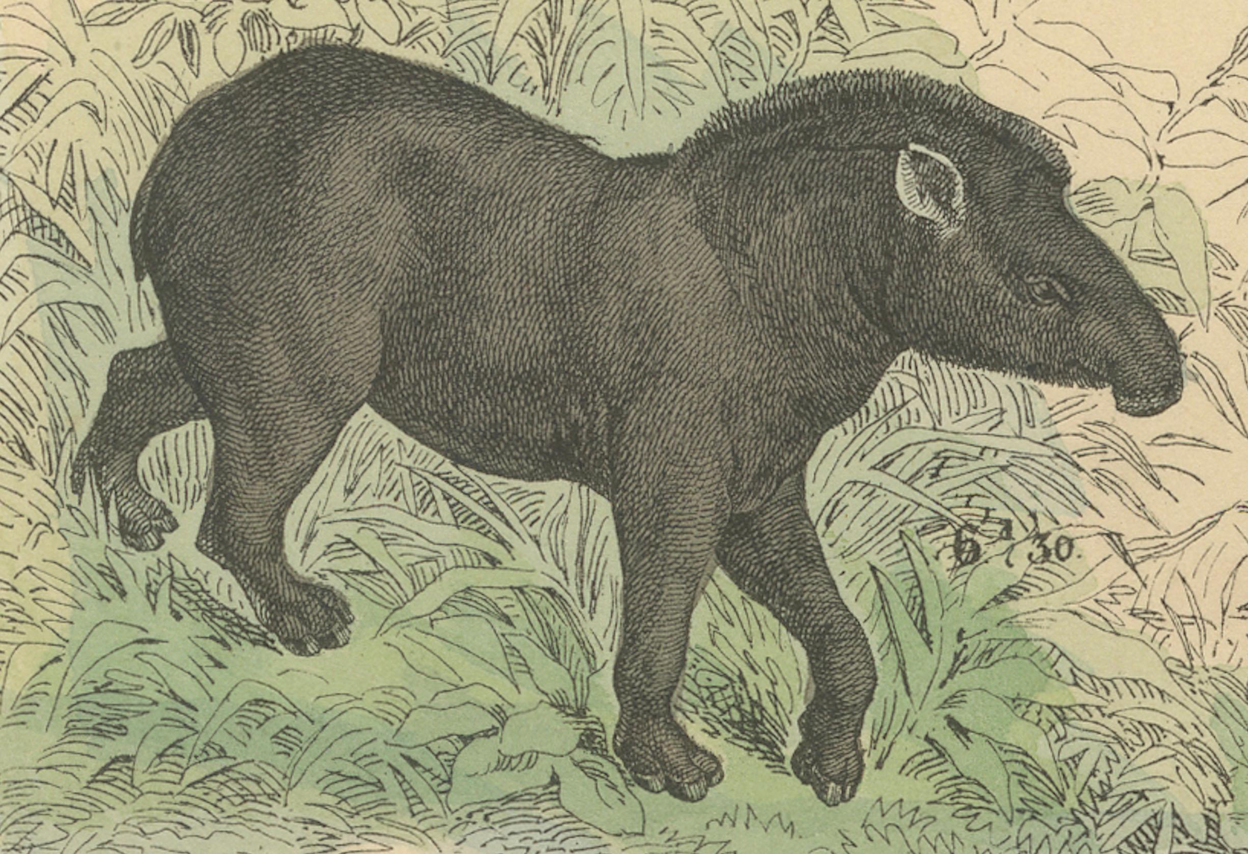 Tedesco Zoology Print of Elephant, Rhinoceros, Tapirs and Hippopotamus by T Bromme c1865 in vendita