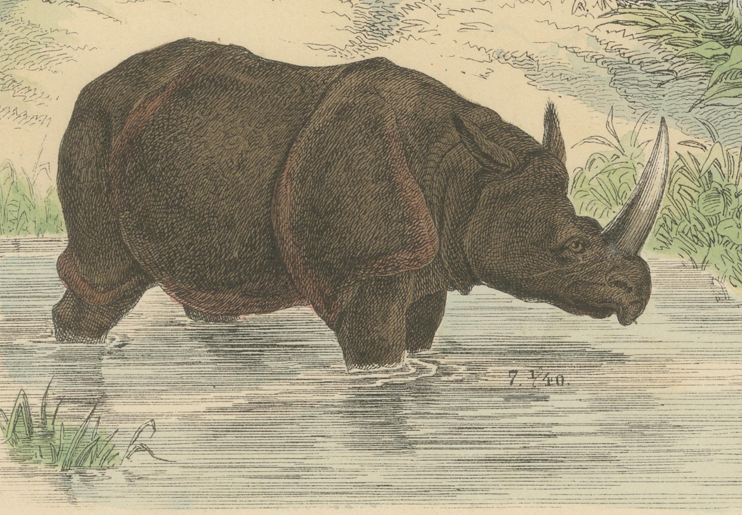 Zoology Print of Elephant, Rhinoceros, Tapirs and Hippopotamus by T Bromme c1865 In condizioni buone in vendita a Langweer, NL