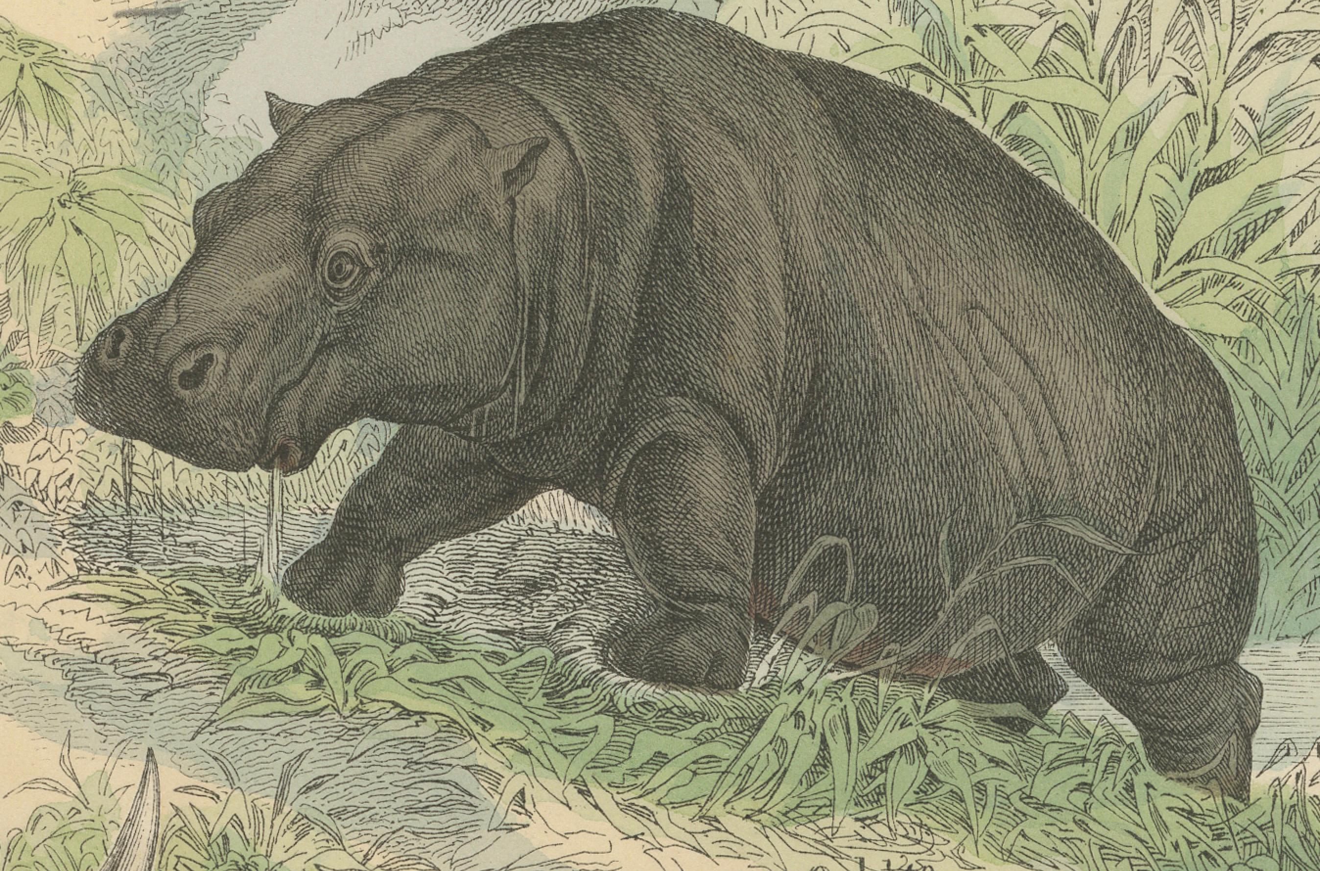 Metà XIX secolo Zoology Print of Elephant, Rhinoceros, Tapirs and Hippopotamus by T Bromme c1865 in vendita