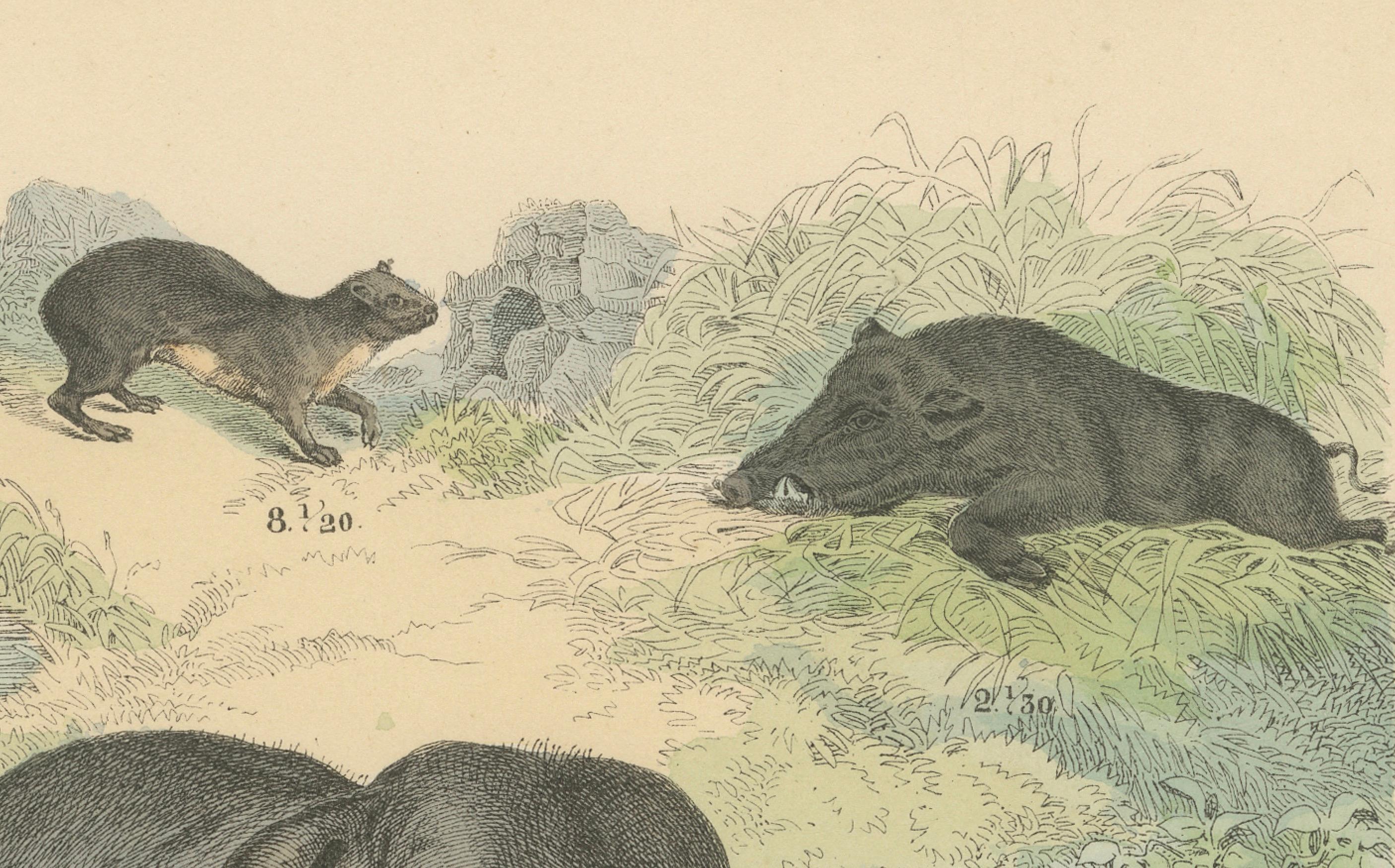 Carta Zoology Print of Elephant, Rhinoceros, Tapirs and Hippopotamus by T Bromme c1865 in vendita