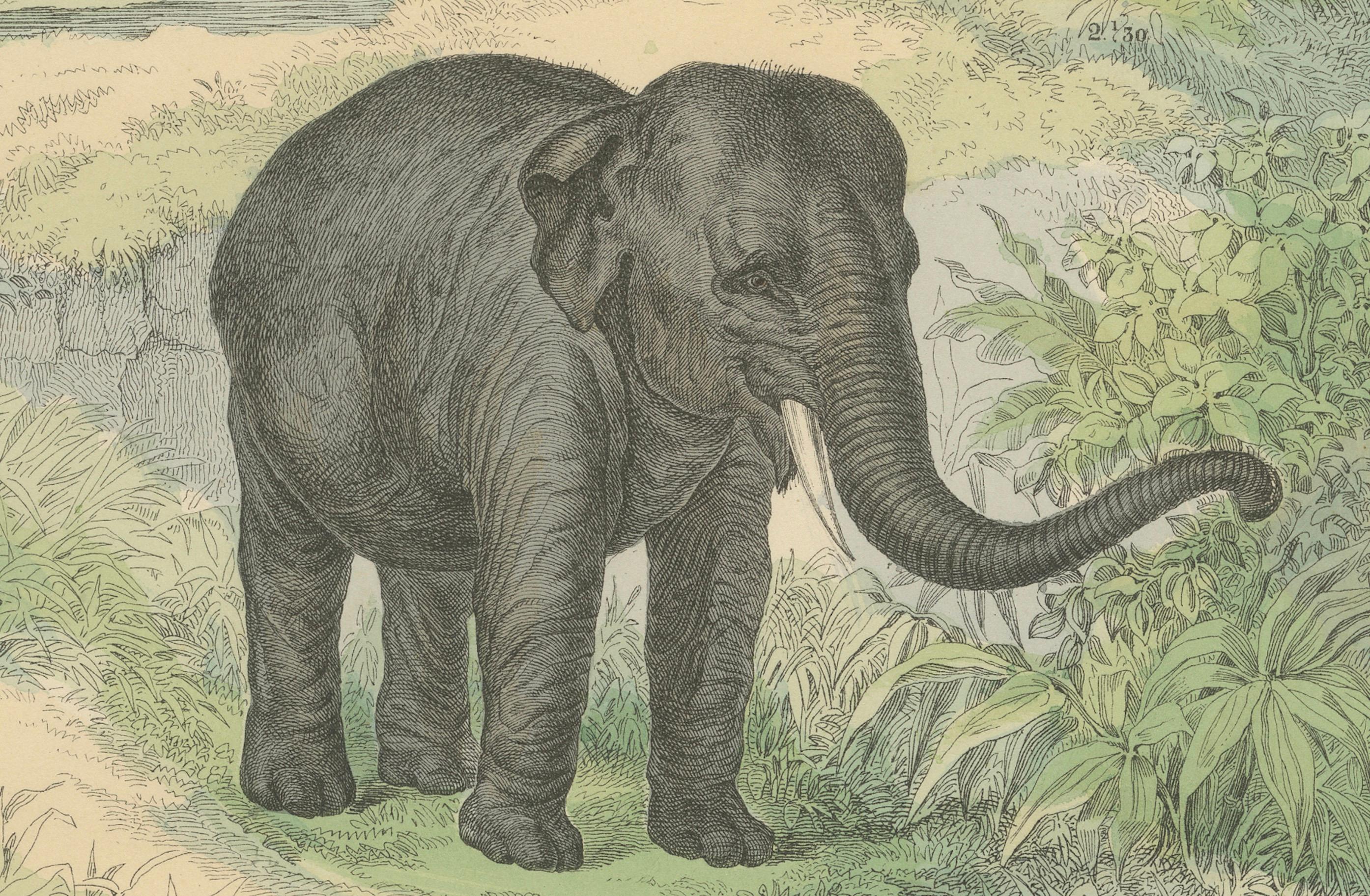 Zoology Print of Elephant, Rhinoceros, Tapirs and Hippopotamus by T Bromme c1865 in vendita 1