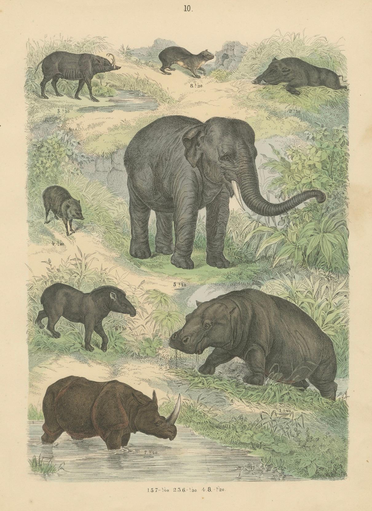 Zoology Print of Elephant, Rhinoceros, Tapirs and Hippopotamus by T Bromme c1865 in vendita 2