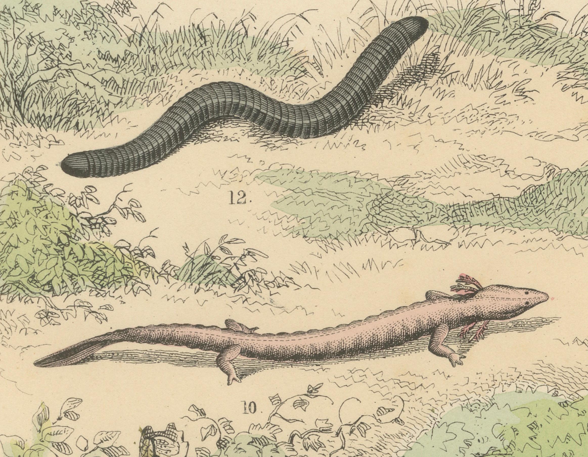 Zoology Print of Frogs, Salamanders, Axolotl and Caecilian by T Bromme c1865

This original 19th-century hand-colored lithograph was published around 1865 by German geographer and natural history writer Traugott Bromme. Taken from his educational