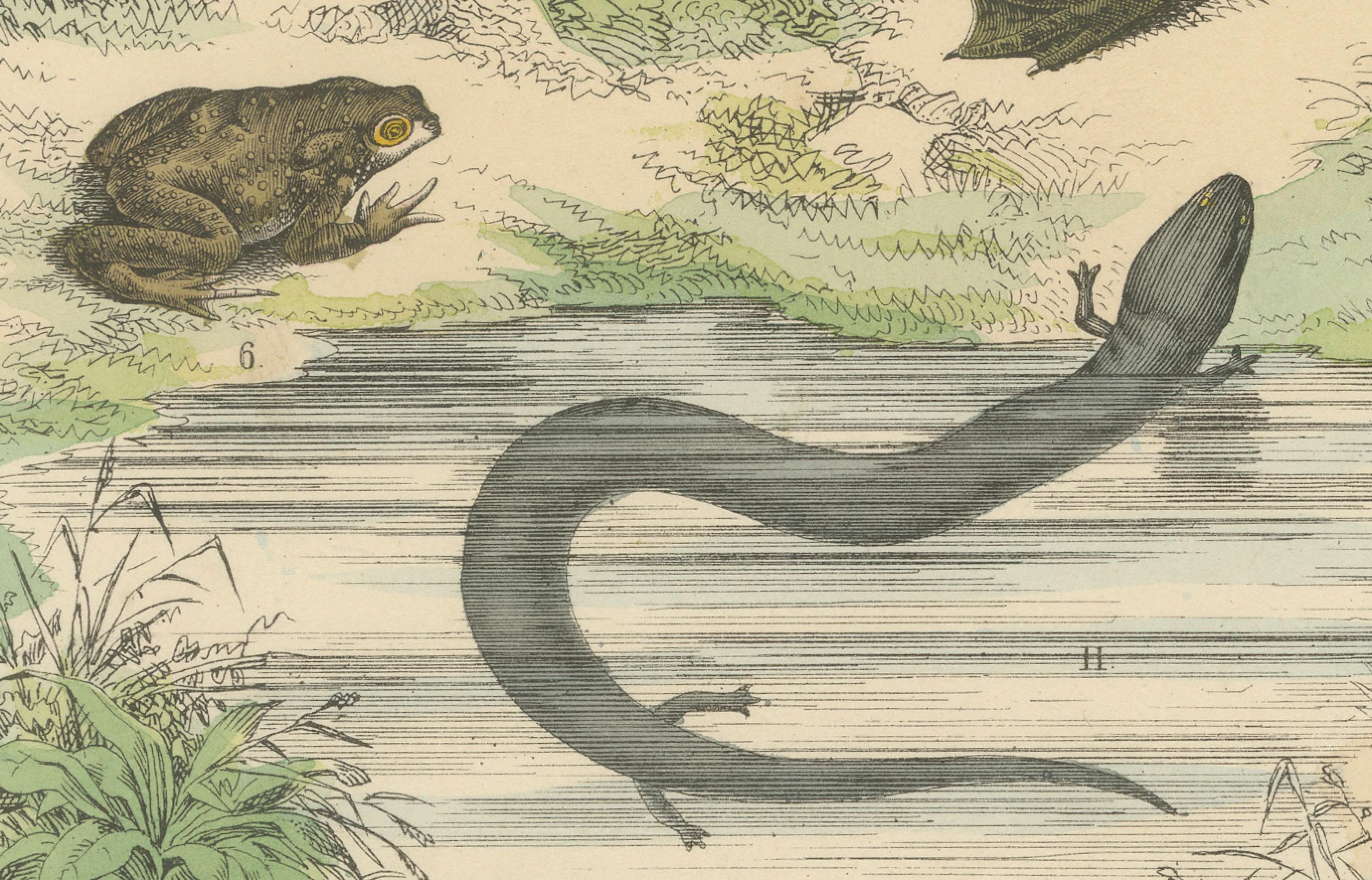 Zoology Print of Frogs, Salamanders, Axolotl and Caecilian by T Bromme c1865 Bon état - En vente à Langweer, NL