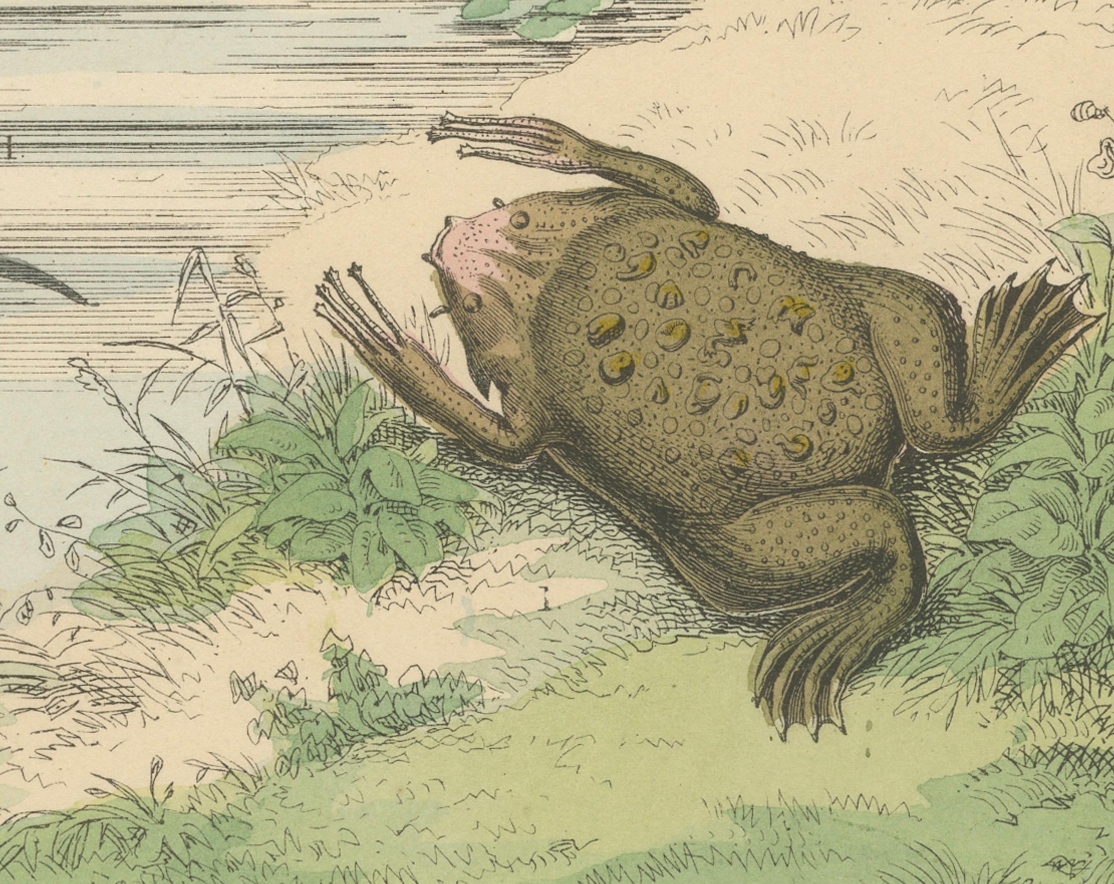 Milieu du XIXe siècle Zoology Print of Frogs, Salamanders, Axolotl and Caecilian by T Bromme c1865 en vente