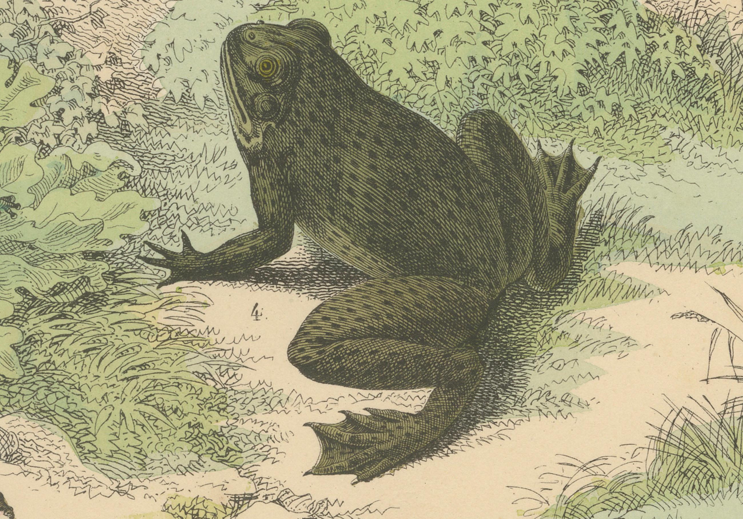 Papier Zoology Print of Frogs, Salamanders, Axolotl and Caecilian by T Bromme c1865 en vente
