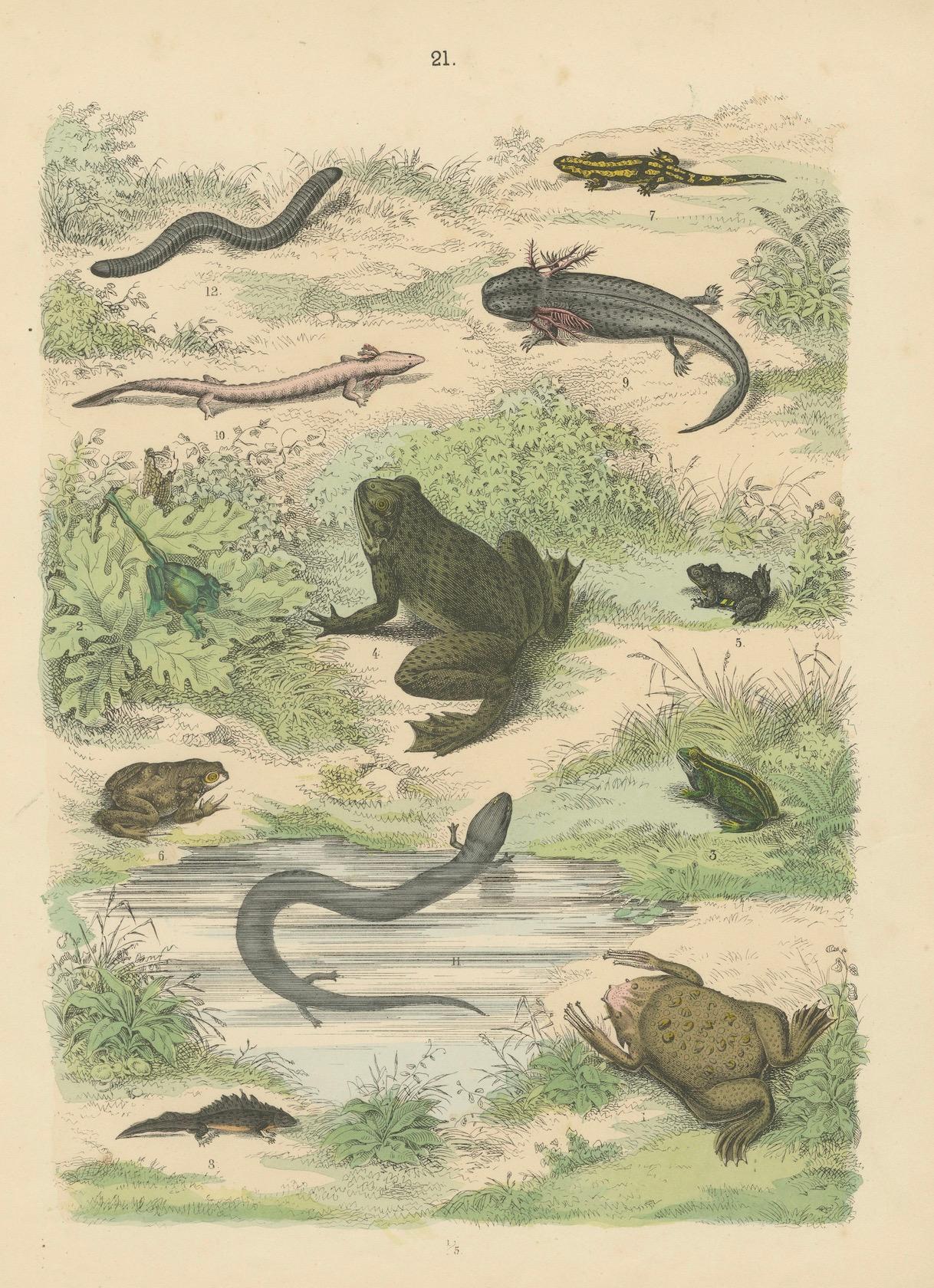 Zoology Print of Frogs, Salamanders, Axolotl and Caecilian by T Bromme c1865 en vente 1