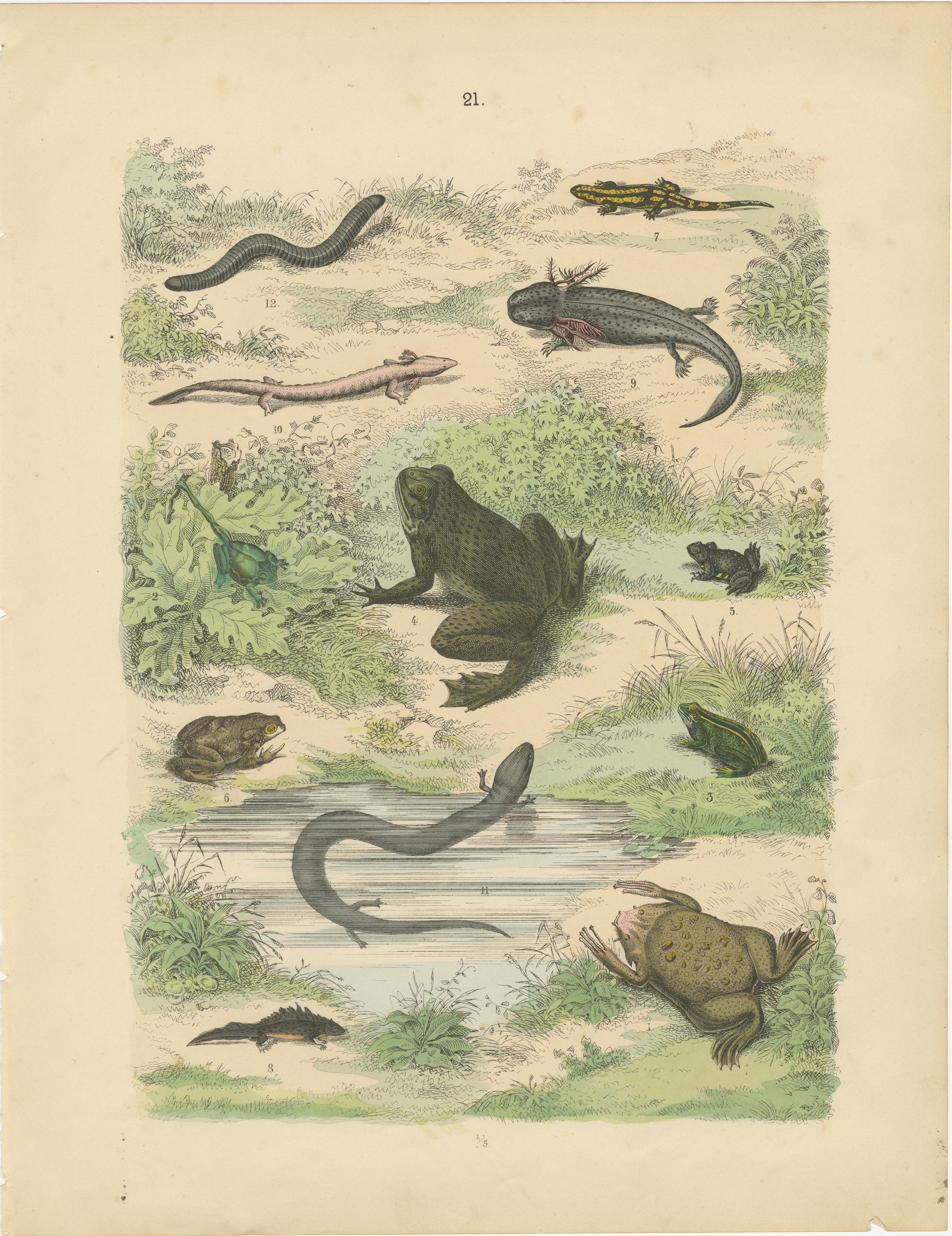 Zoology Print of Frogs, Salamanders, Axolotl and Caecilian by T Bromme c1865 en vente 2