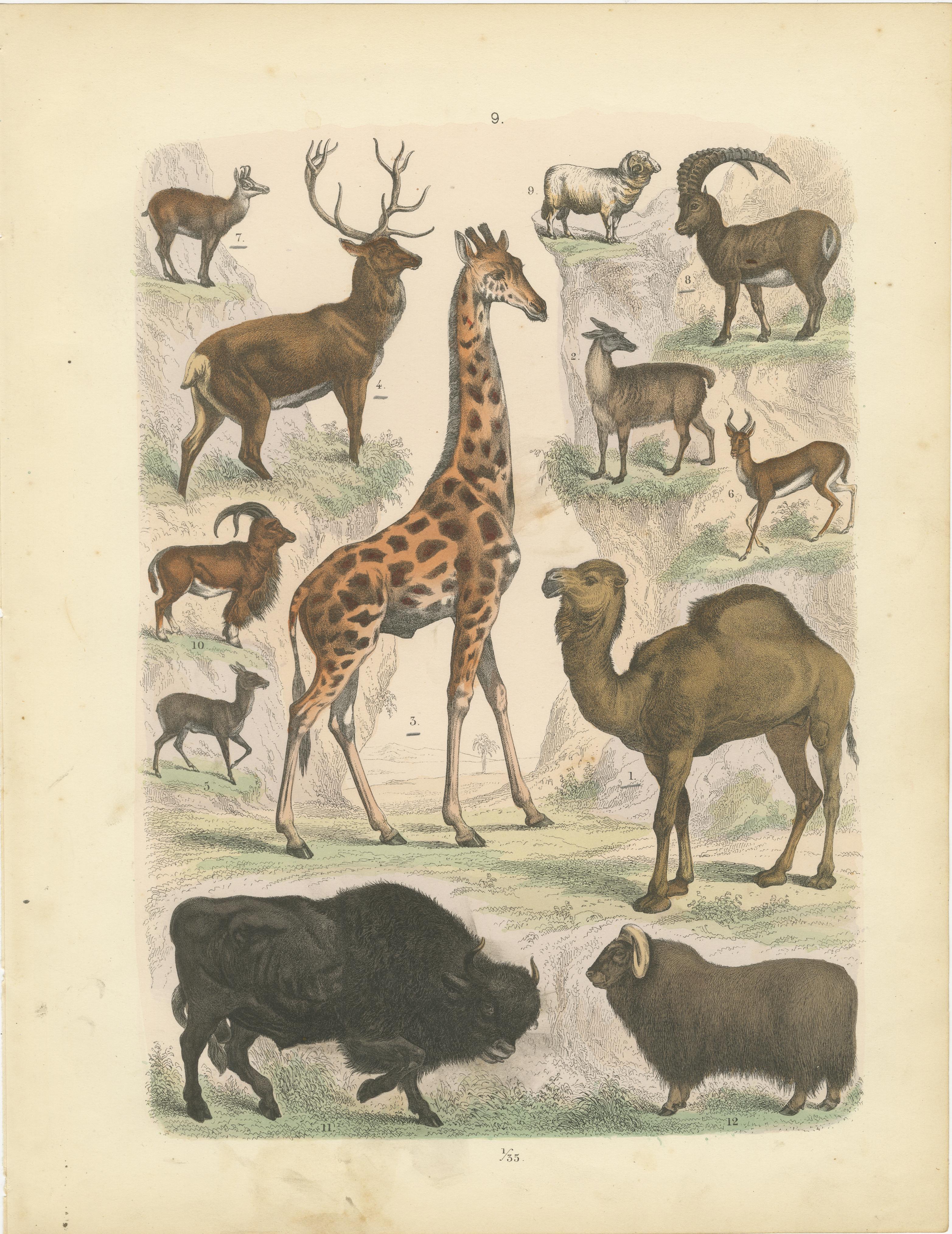 Zoology Print of Giraffe, Camel, Bison, Deer and Antelope by T Bromme c1865

This 19th-century hand-colored zoological lithograph is an original print by German publisher and cartographer Traugott Bromme, dating from around 1865. Taken from his