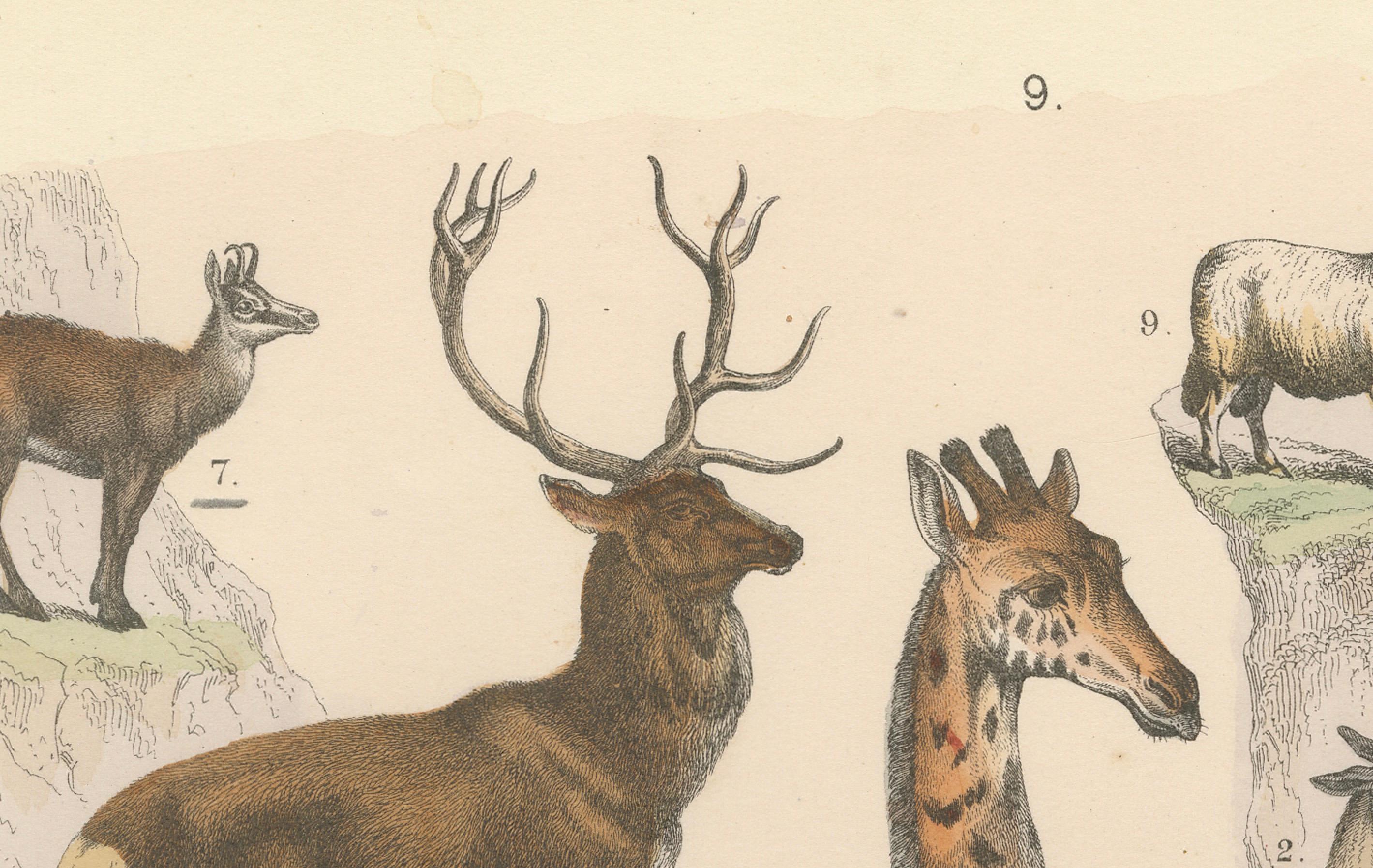 Allemand Gravure de zoologie représentant la girafe, le chameau, le bison, le cerf et l'antilope par AT&T vers 1865 en vente