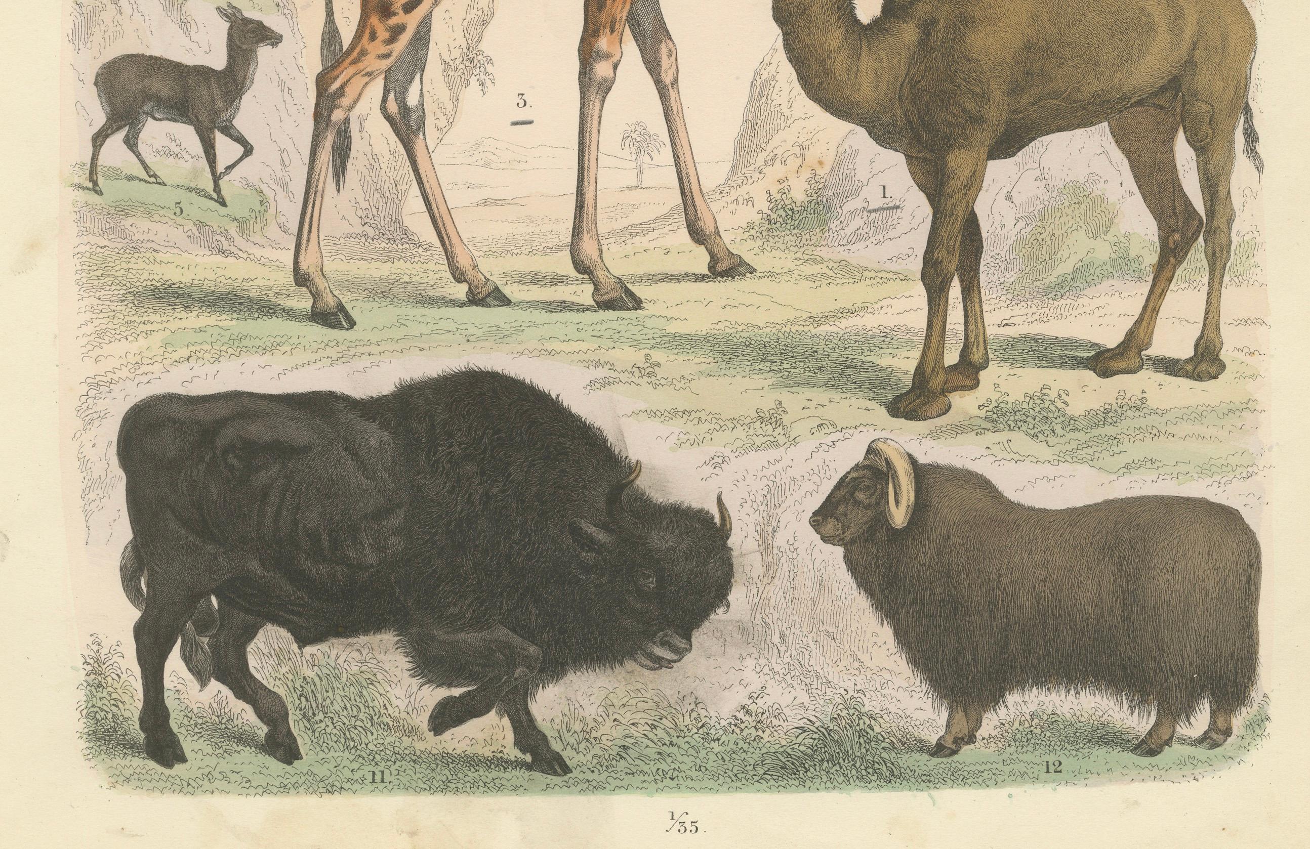 Gravure de zoologie représentant la girafe, le chameau, le bison, le cerf et l'antilope par AT&T vers 1865 Bon état - En vente à Langweer, NL