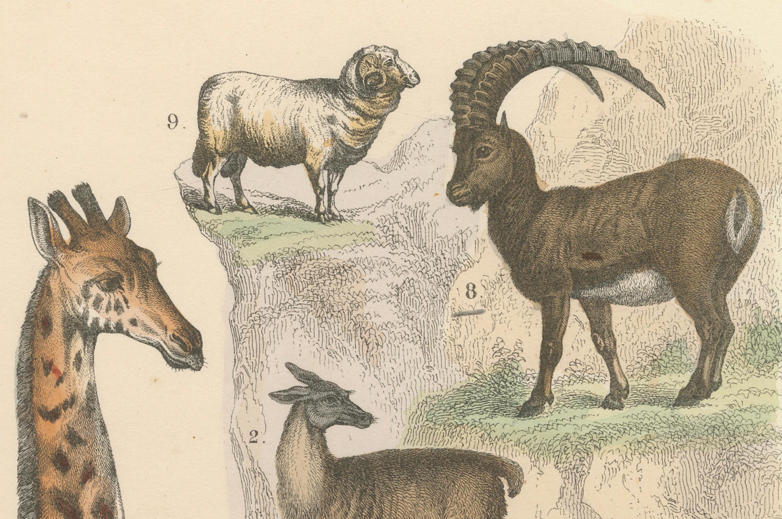 Papier Gravure de zoologie représentant la girafe, le chameau, le bison, le cerf et l'antilope par AT&T vers 1865 en vente