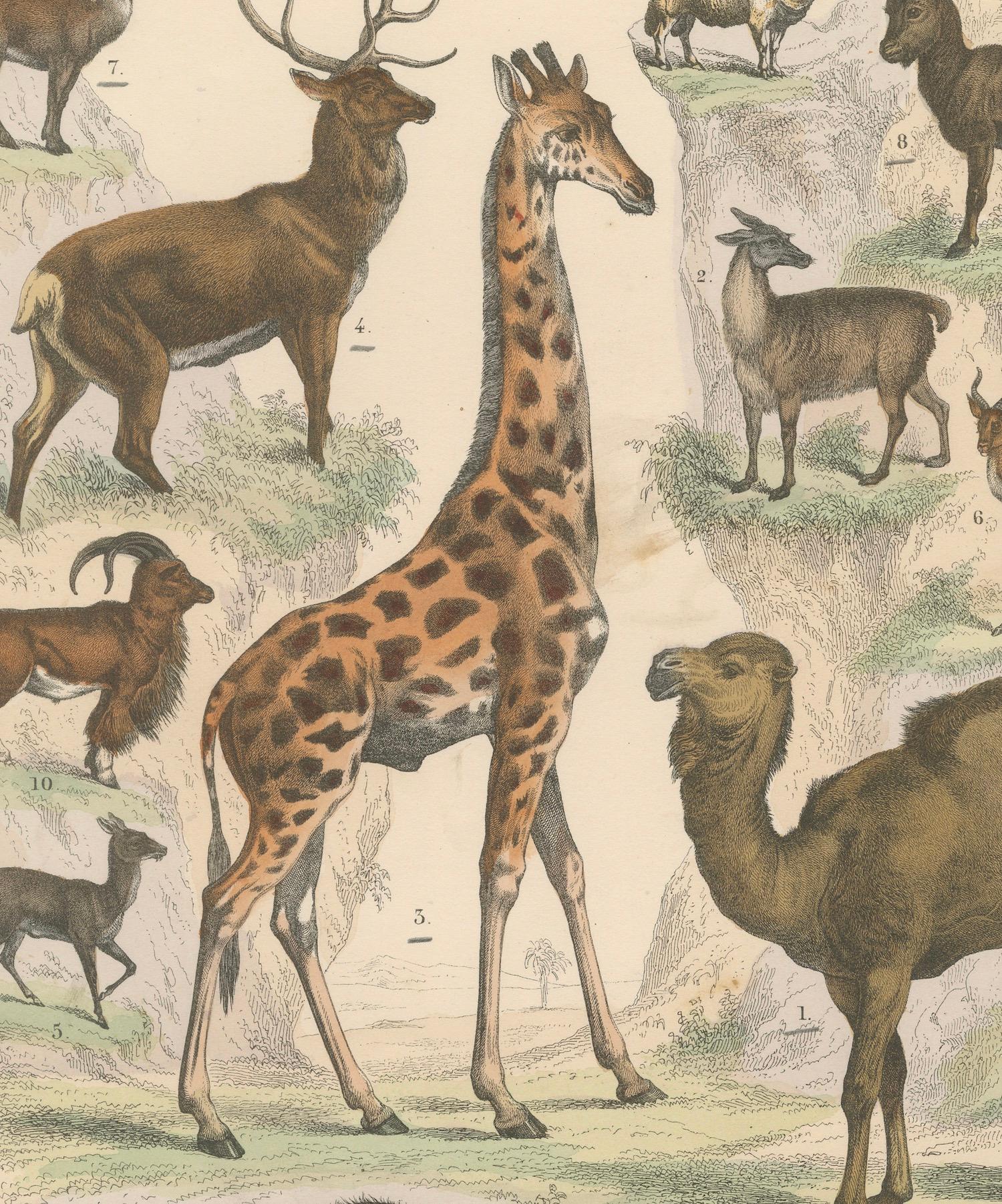 Gravure de zoologie représentant la girafe, le chameau, le bison, le cerf et l'antilope par AT&T vers 1865 en vente 1