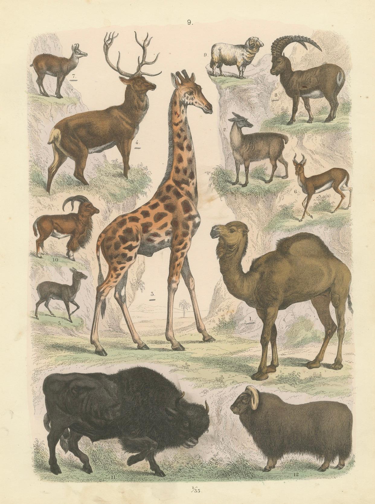 Gravure de zoologie représentant la girafe, le chameau, le bison, le cerf et l'antilope par AT&T vers 1865 en vente 2