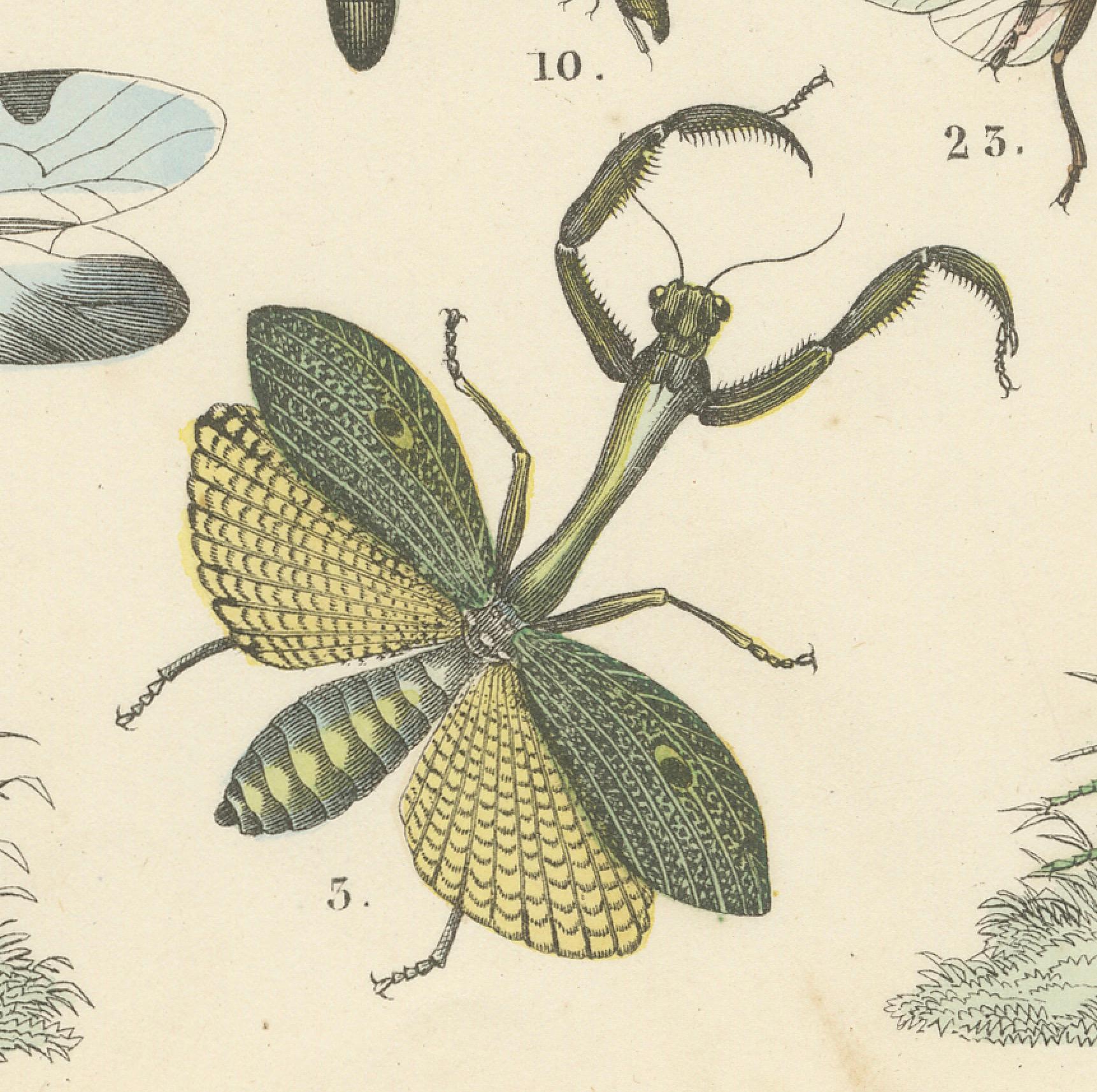 Zoology Print of Grasshoppers, Dragonflies, Wasps and Insects by T Bromme c1865

This vivid and highly detailed 19th-century hand-colored lithograph was published around 1865 by German geographer and scientific educator Traugott Bromme. It is one of