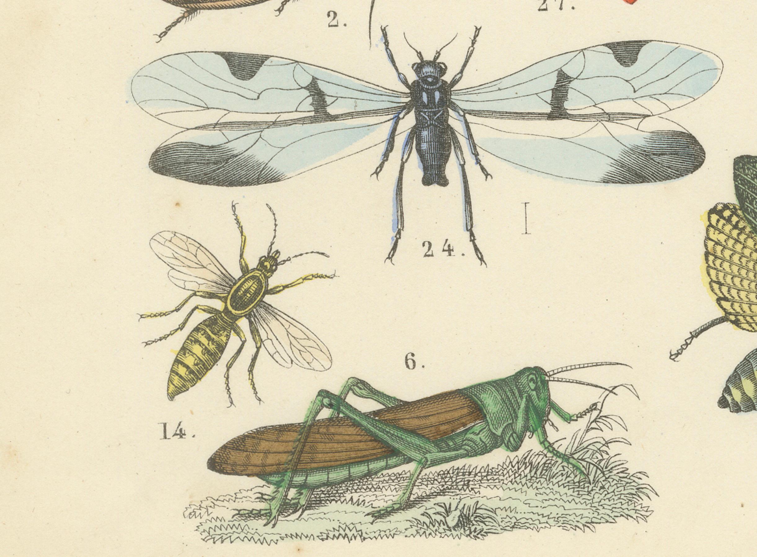 Tedesco Zoology Print of Grasshoppers, Dragonflies, Wasps and Insects by T Bromme c1865 in vendita